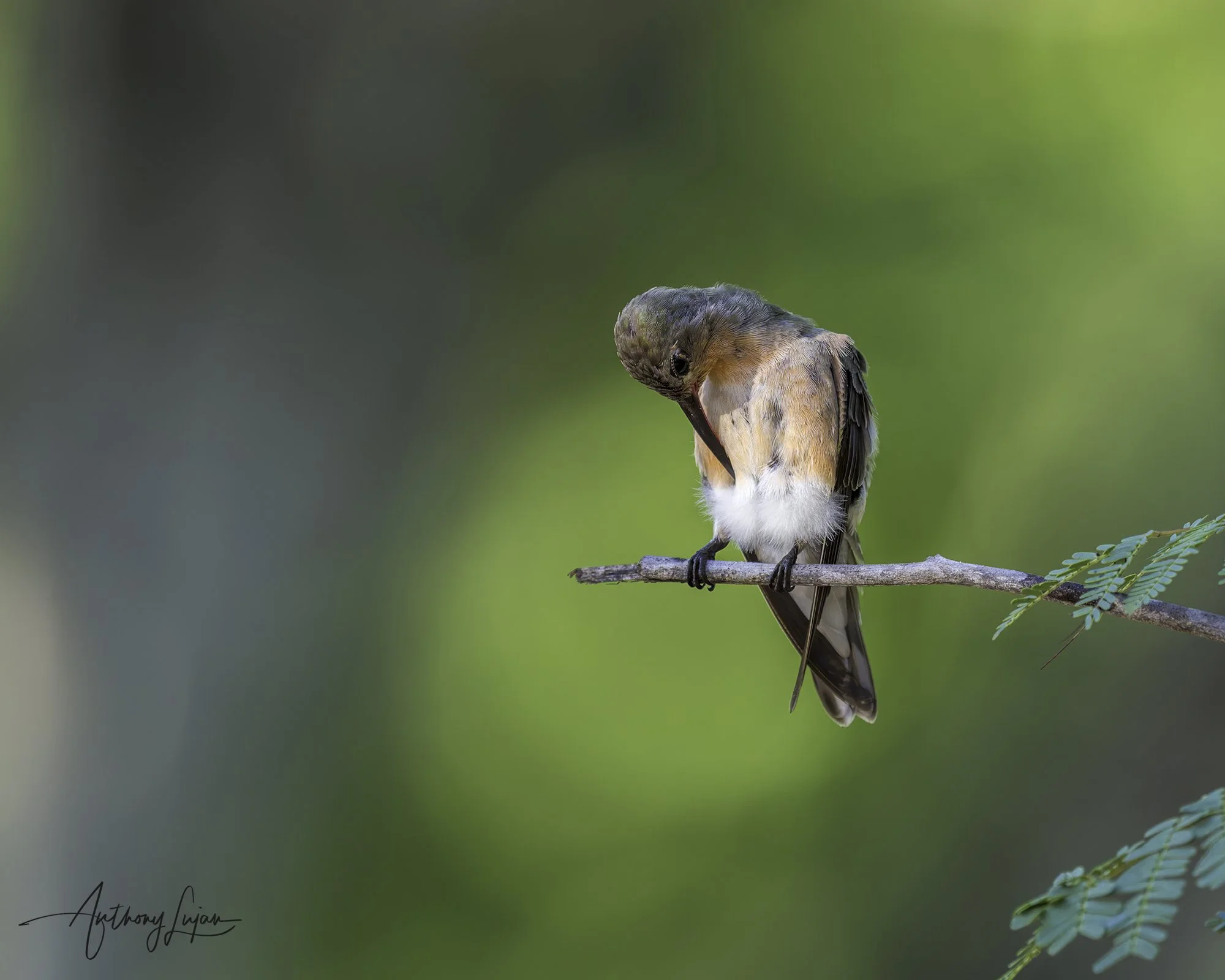 DSC00402 Buffy Hummingbird x1800.jpg