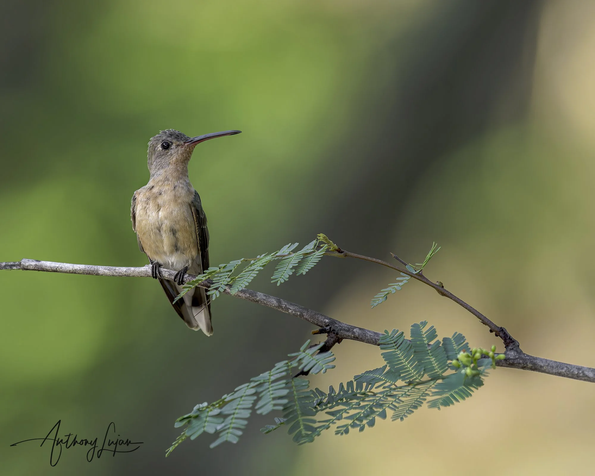 DSC00433 Buffy Hummingbird x1800.jpg