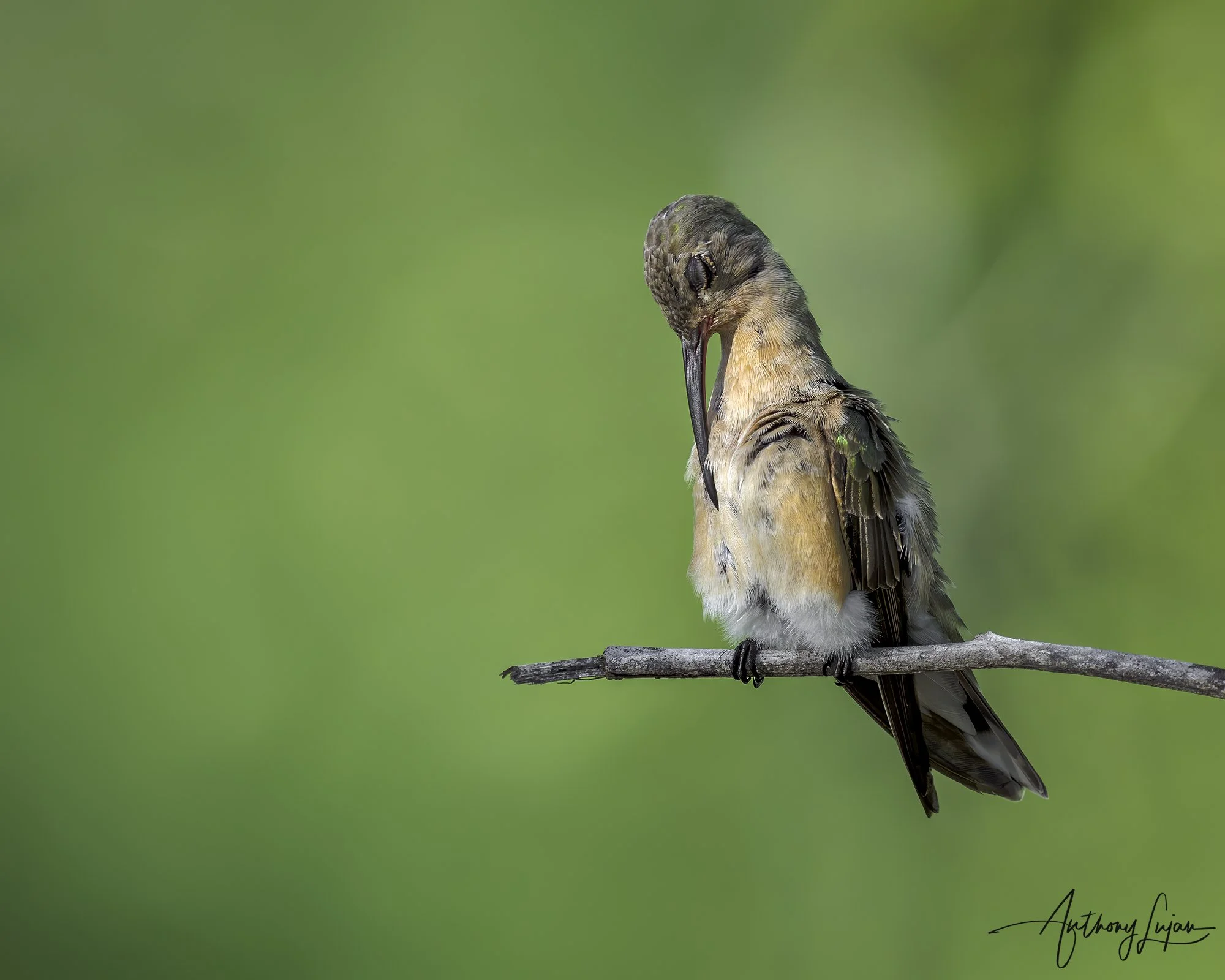 DSC00586 Buffy Hummingbird x1800.jpg