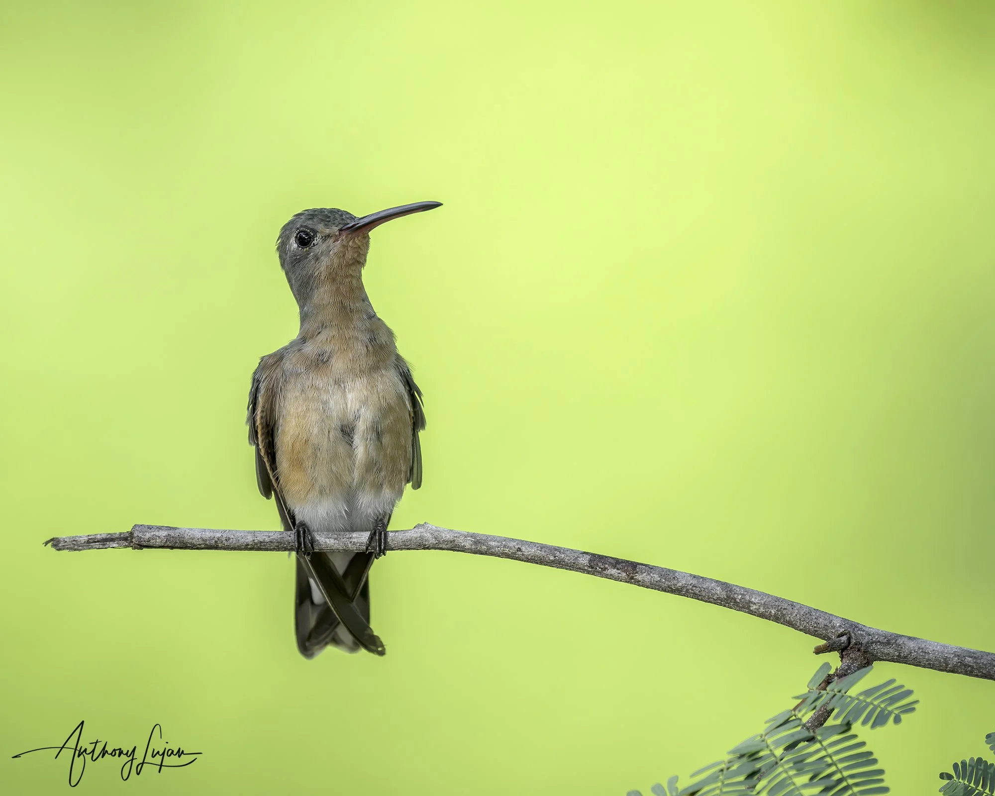 DSC00634 Buffy Hummingbird x1800.jpg