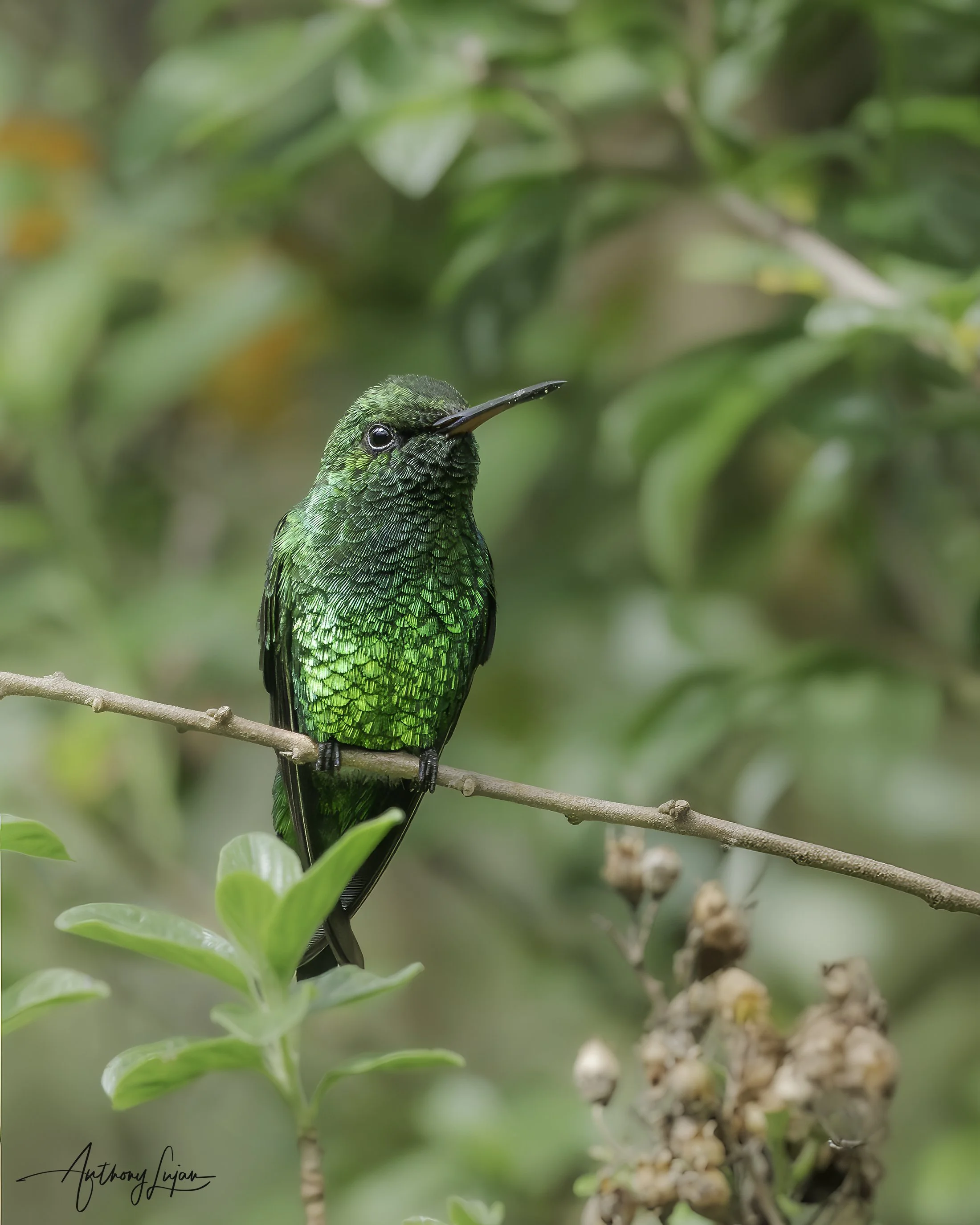 DSC05009 Red-billed Emerald x1800.jpg