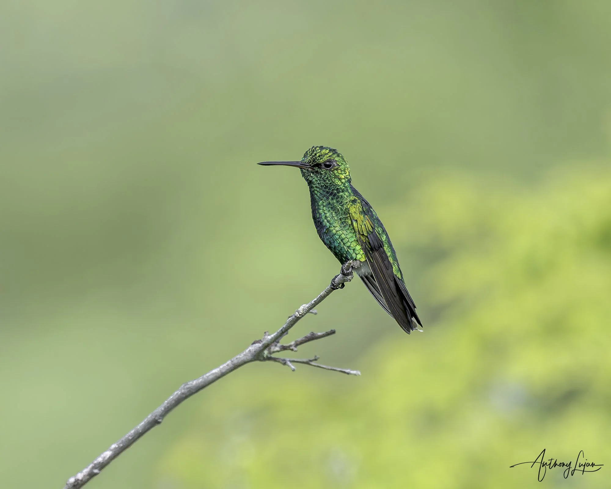 DSC00653 Red-billed Emerald x1800.jpg