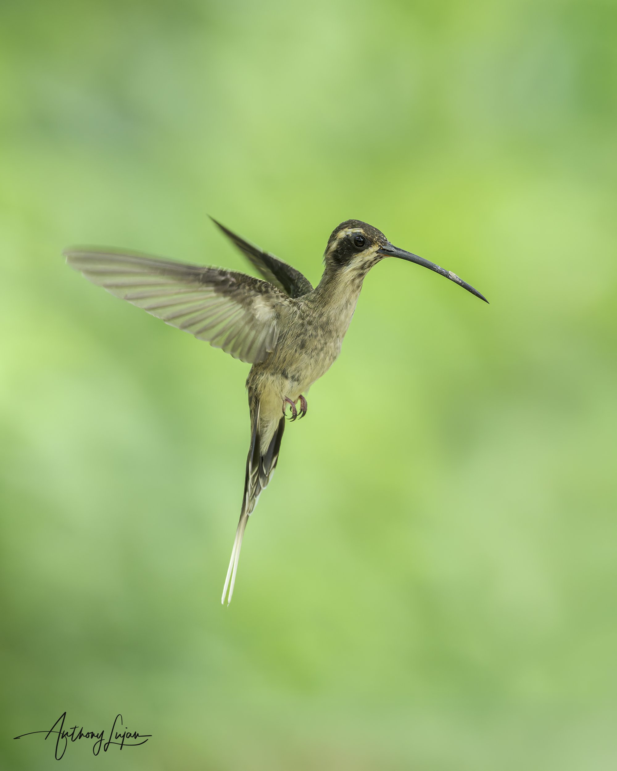 DSC09793 Pale-bellied Hermit x1800.jpg