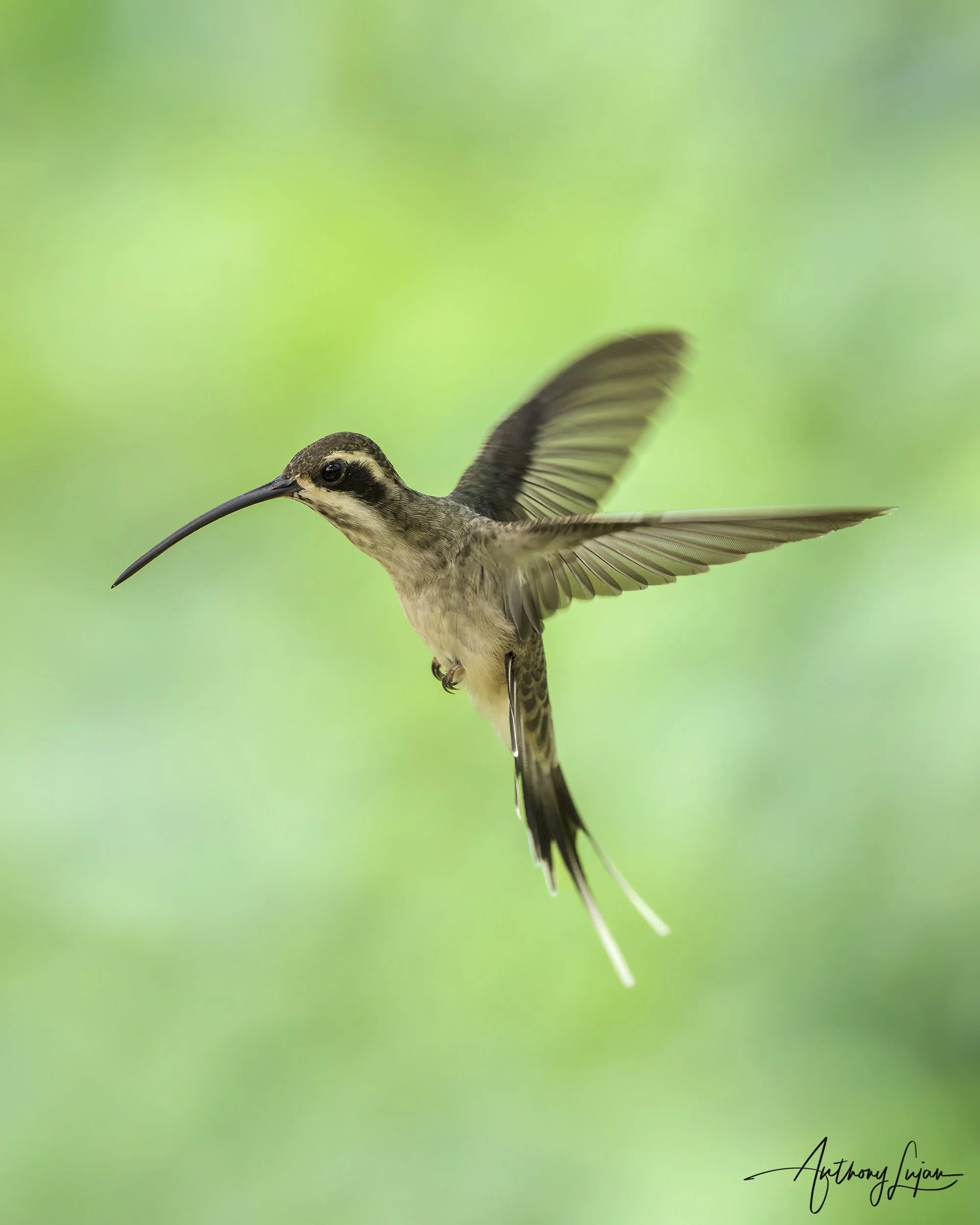 DSC09839 Pale-bellied Hermit x1800.jpg