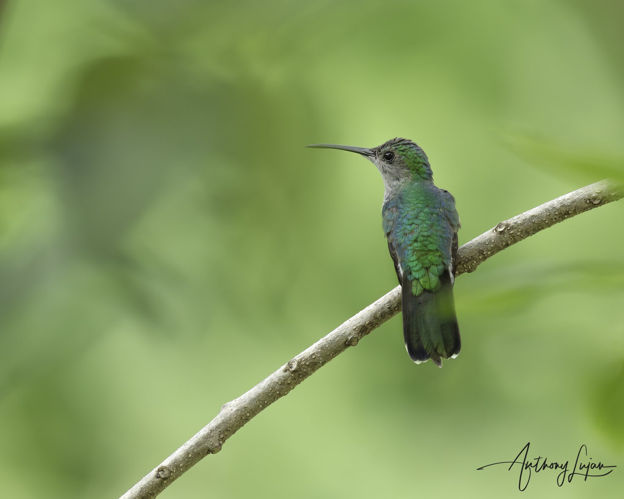 DSC09346 White-vented Plumeleteer female x1800.jpg
