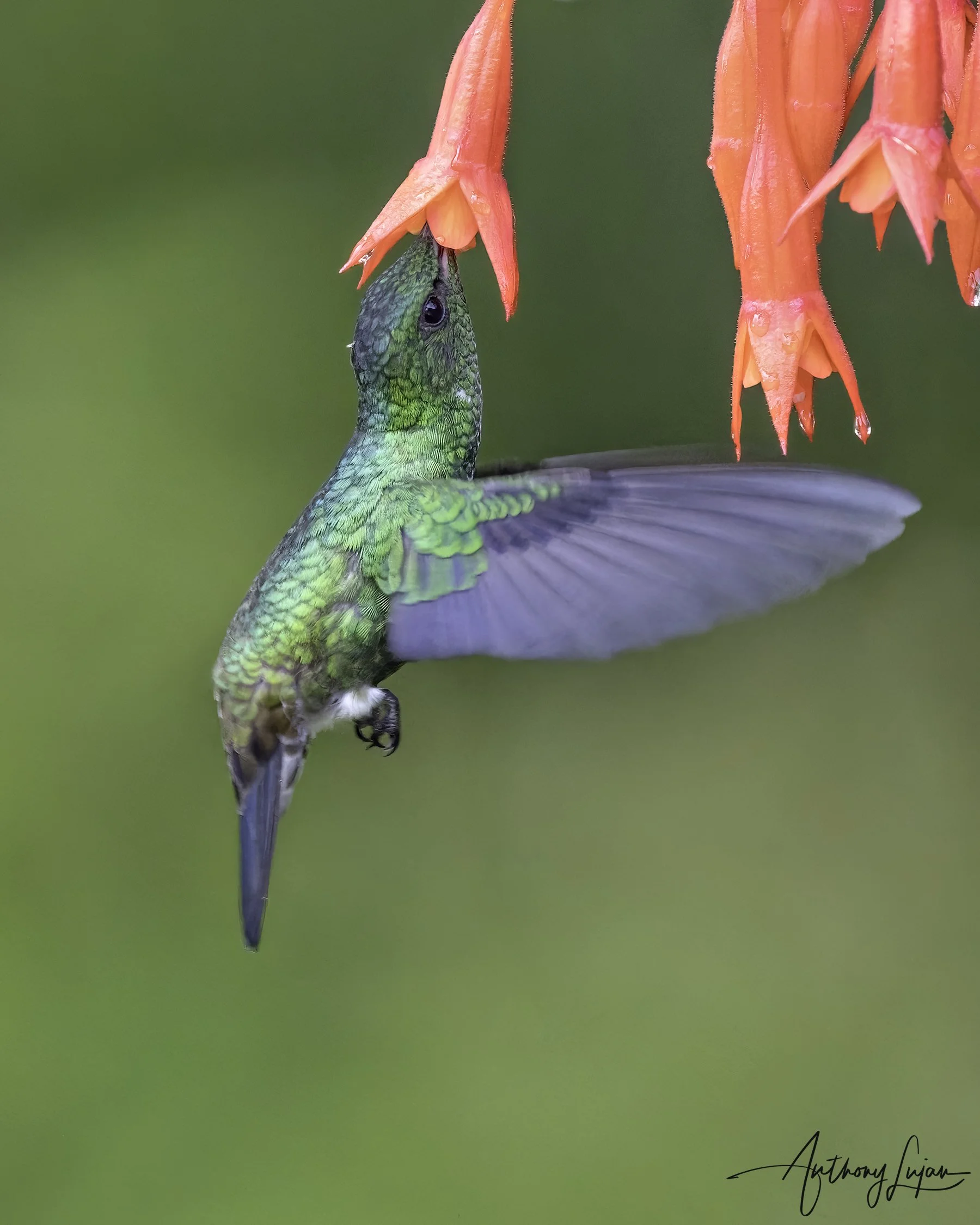 DSC1580 Steely-vented Hummingbird x1800.jpg