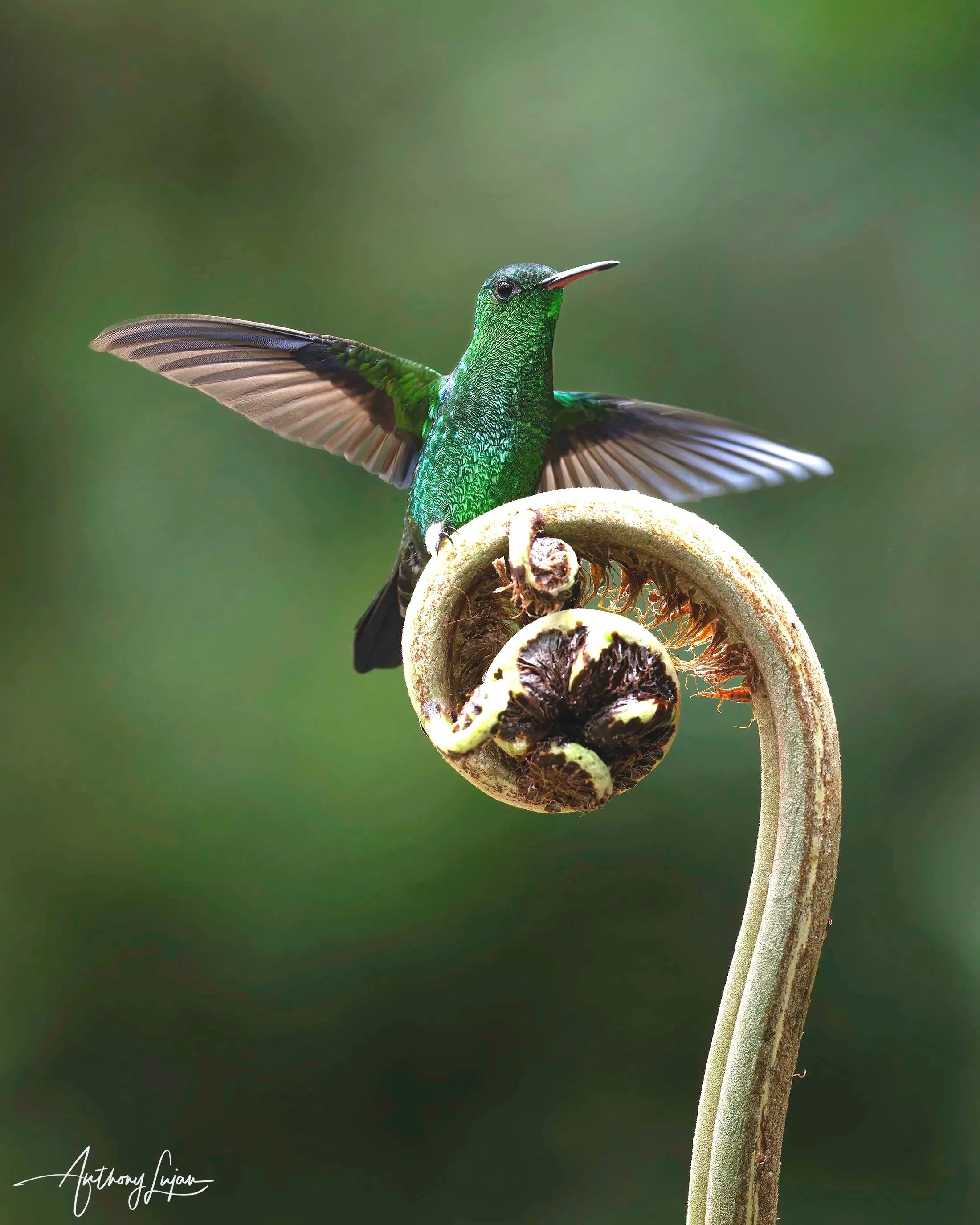 DSC08378+Steely-vented+Hummingbird+x1800.jpg