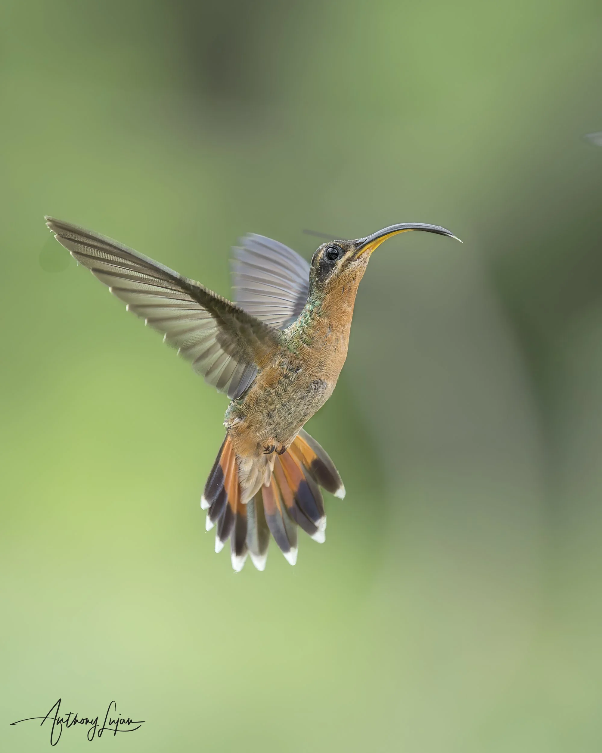 DSC09460 Rufous-breasted Hermit x1800.jpg