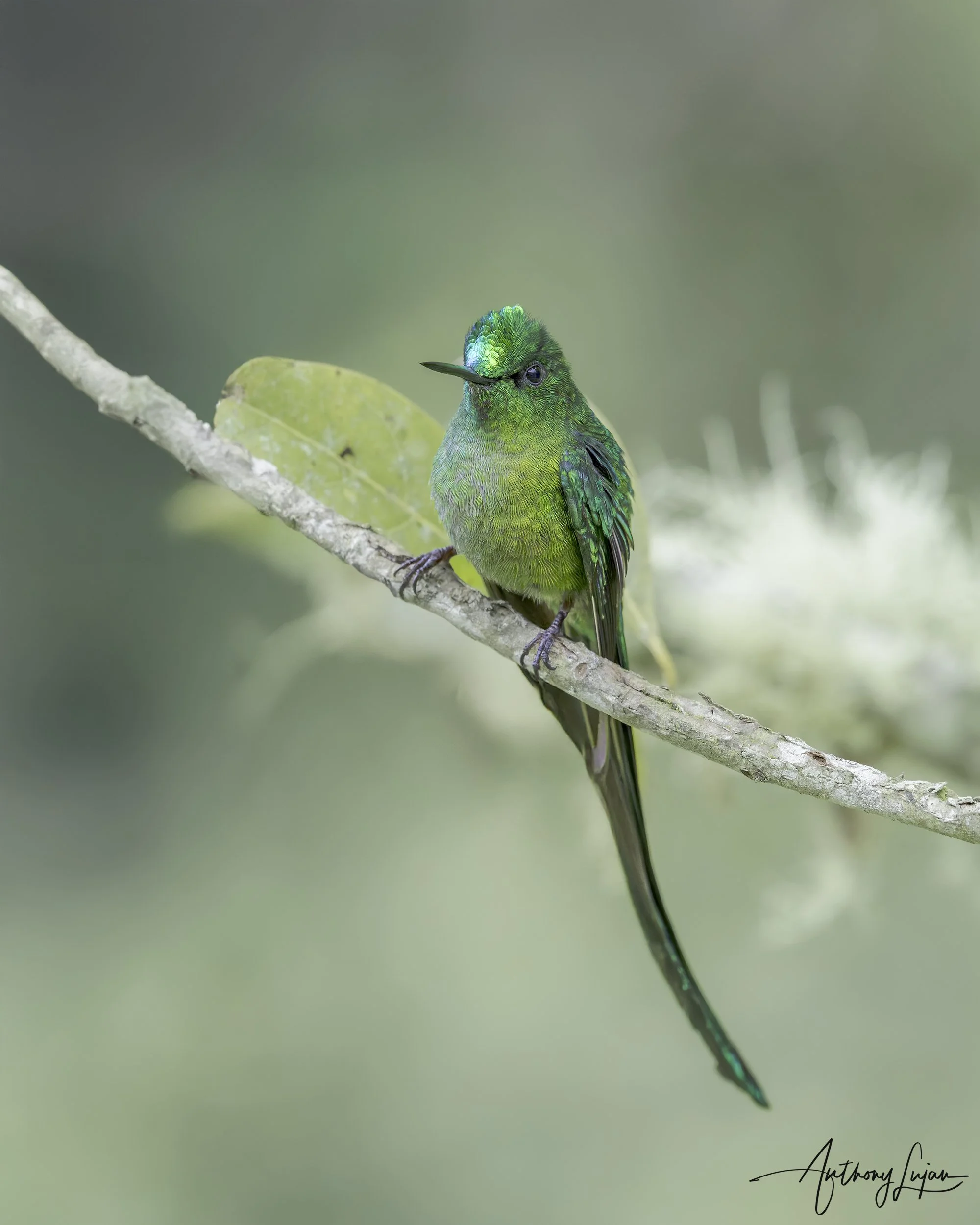 DSC05208 Long-tailed Sylph x1800.jpg