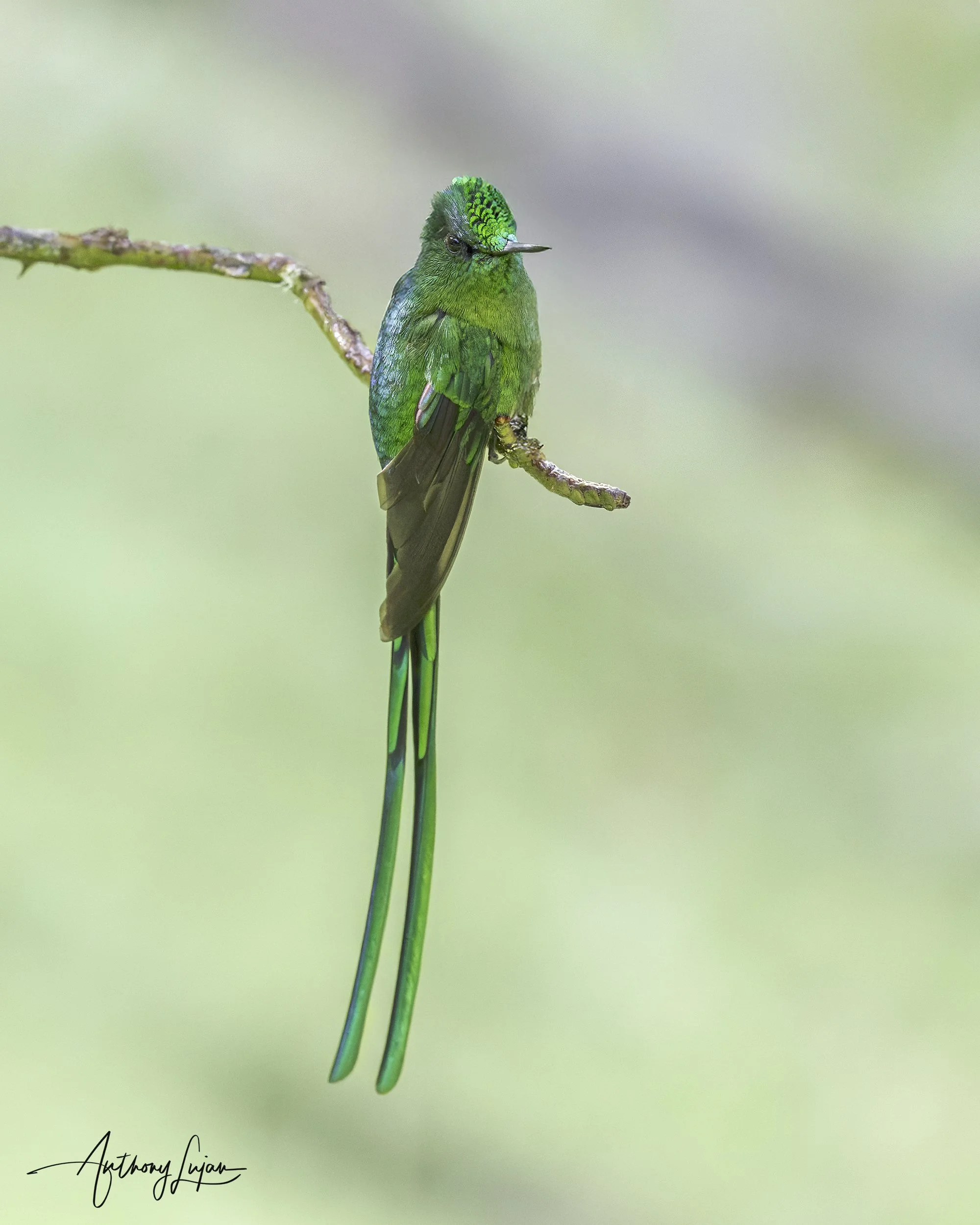 DSC05039 Long-tailed Sylph x1800.jpg
