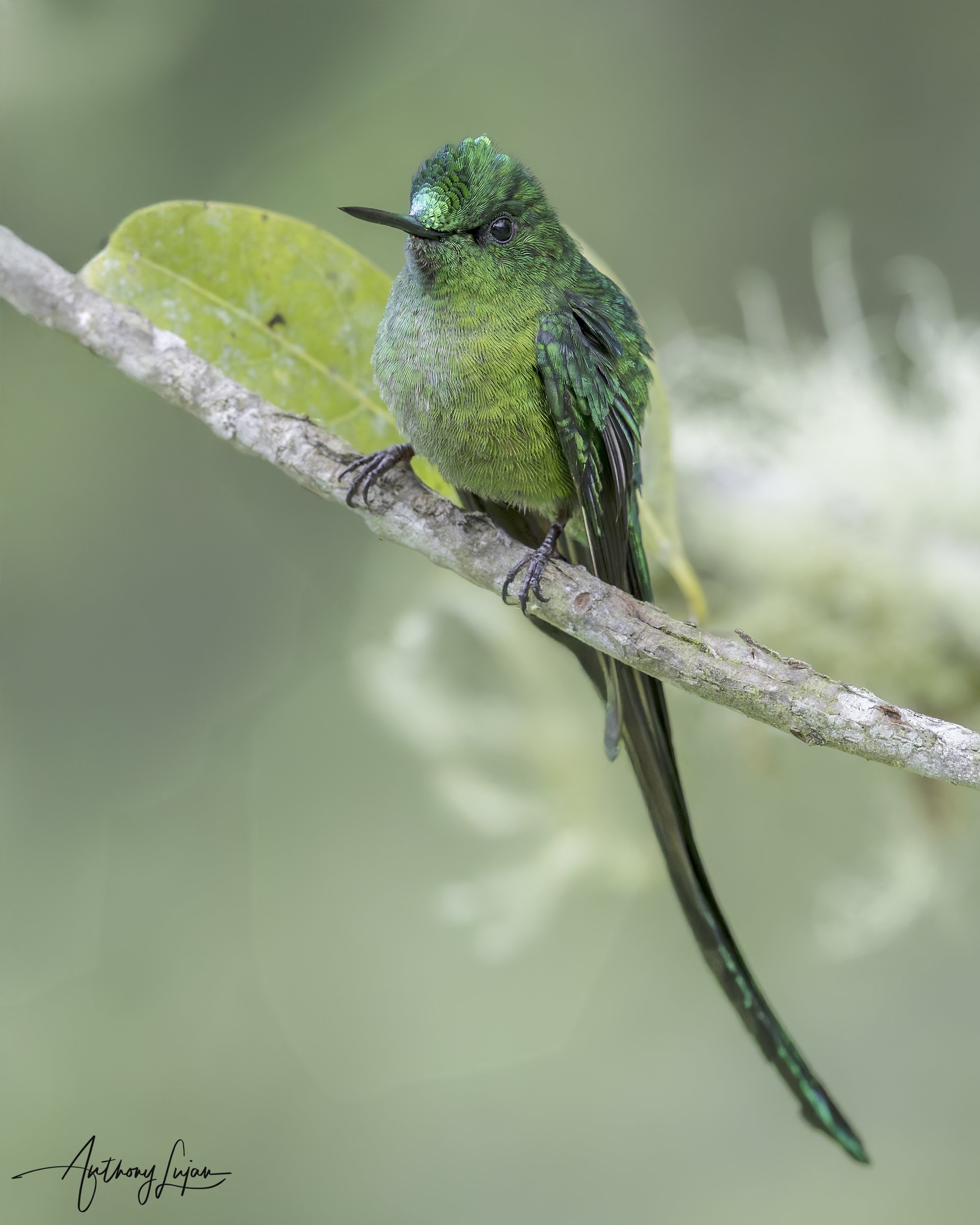 DSC05231 Long-tailed Sylph x1800.jpg