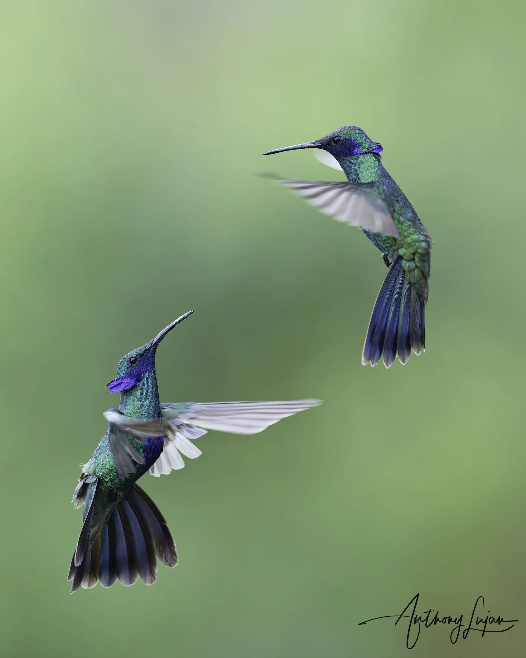 DSC1784 Sparkling Violetear x1800.jpg