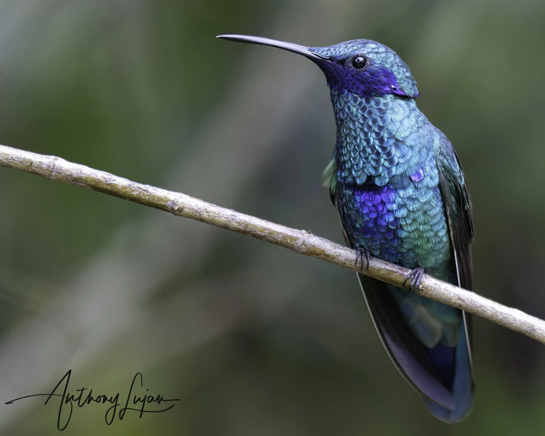 DSC5814 Sparkling Violetear x1800.jpg
