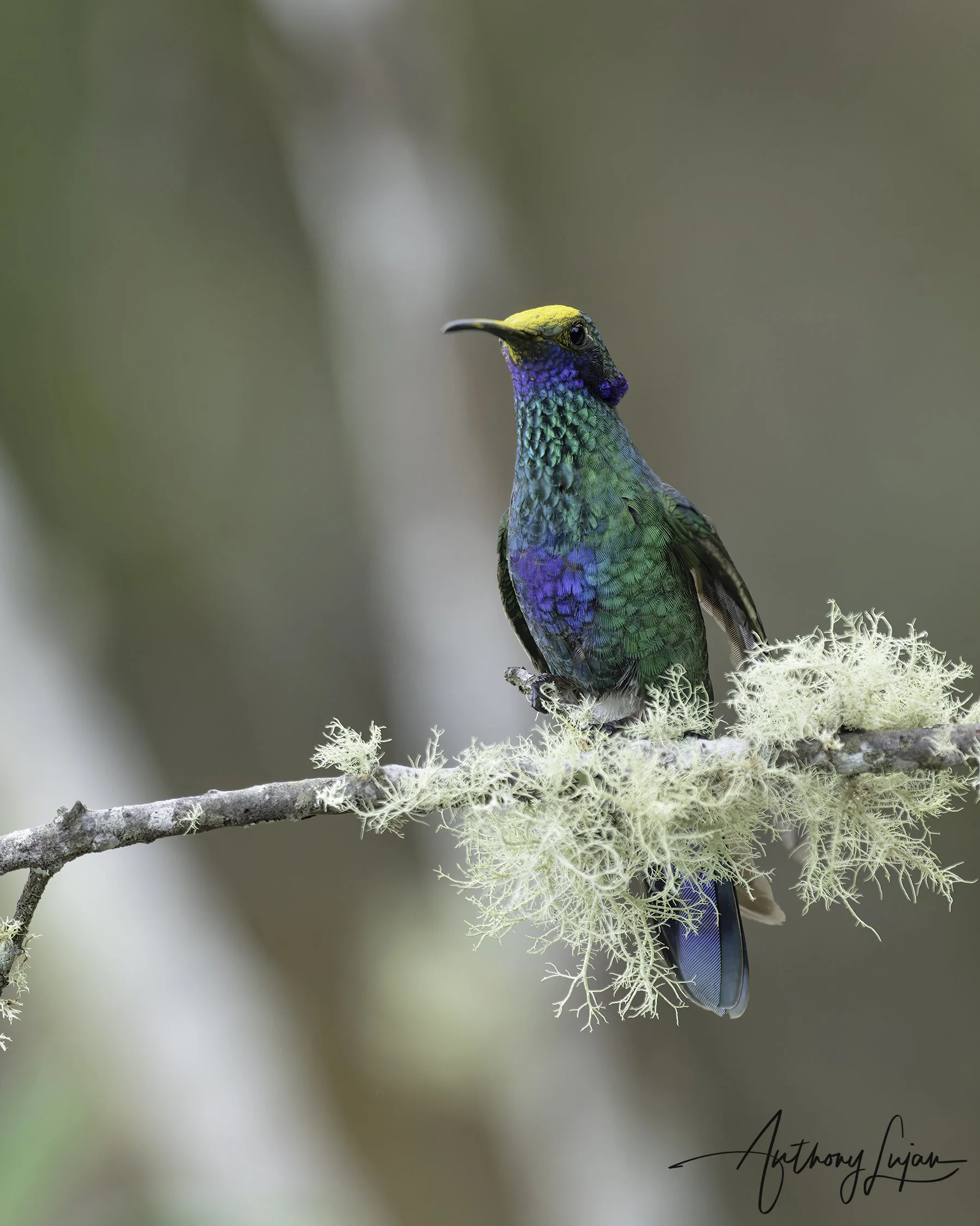 DSC1606 Sparkling violetear x1800.jpg