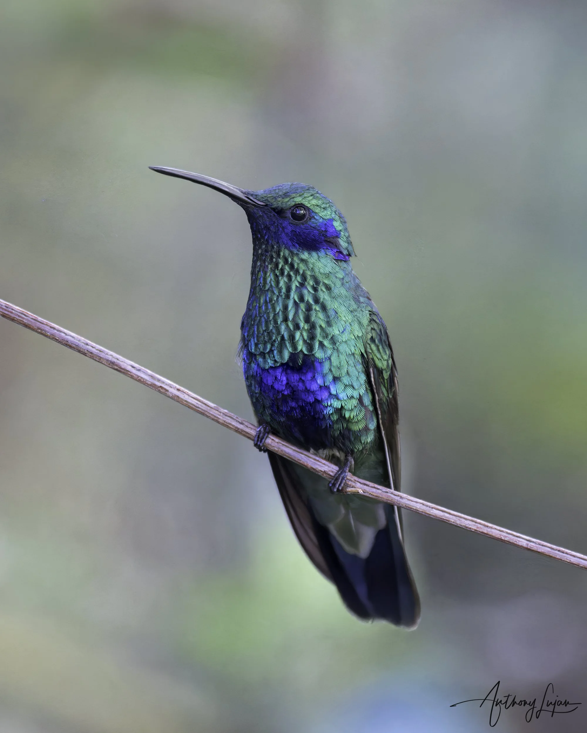 DSC9623 Sparkling Violetear x1800.jpg