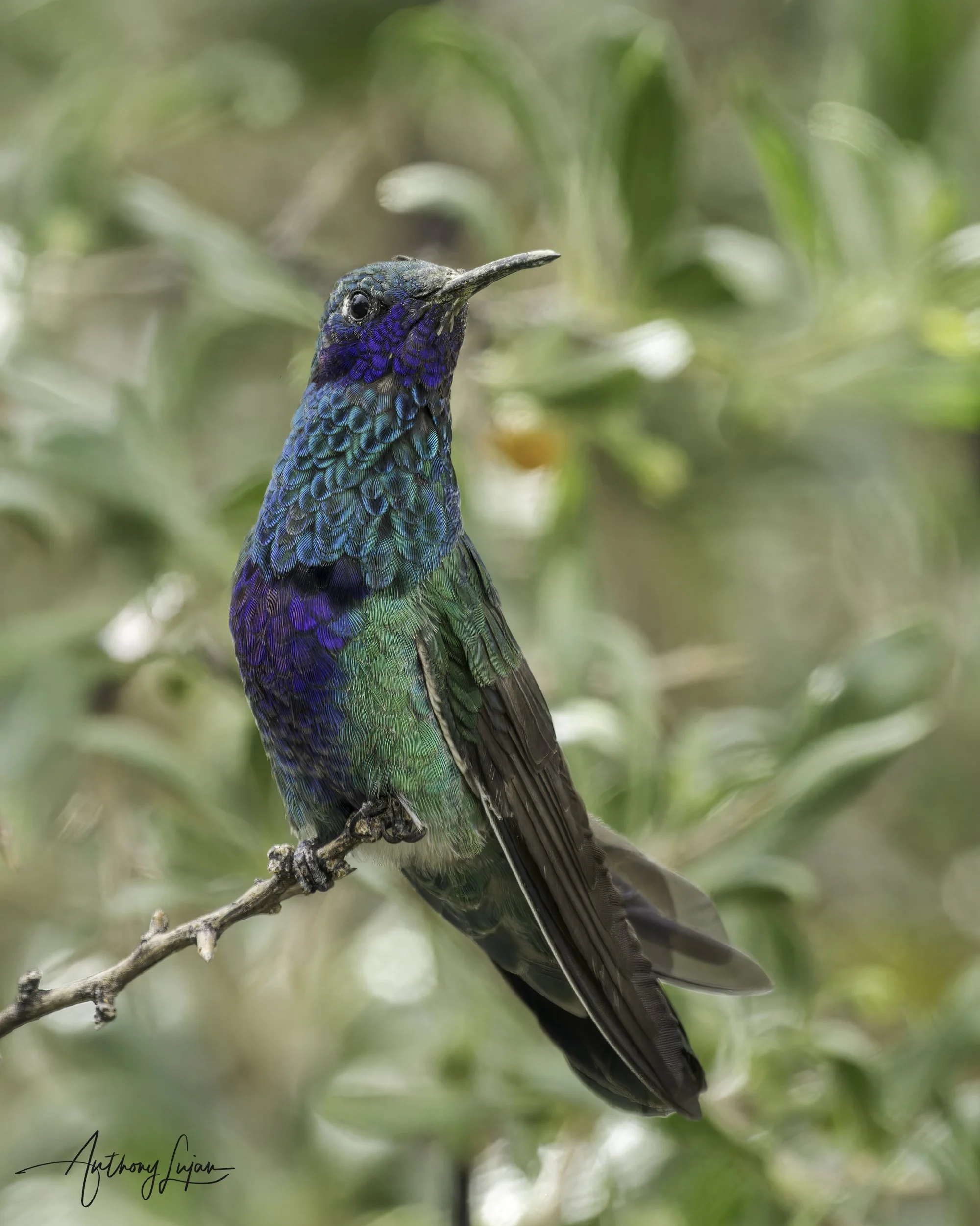 DSC03797 Sparkeling Violetear x1800.jpg