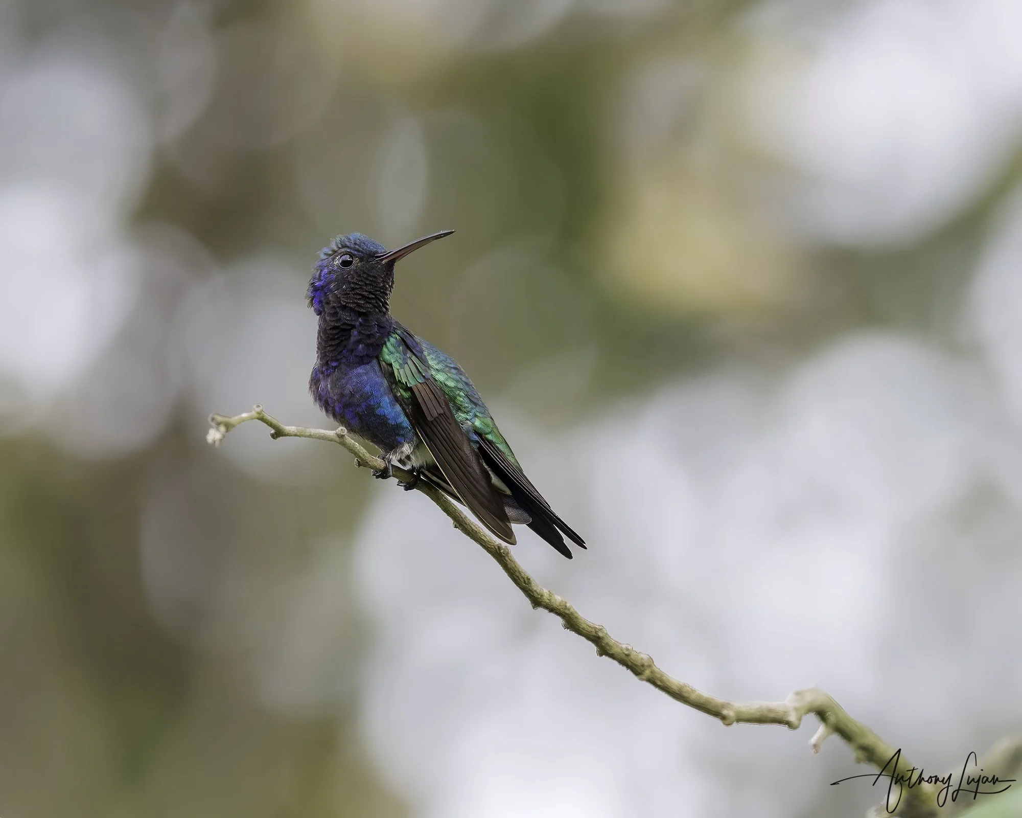DSC01092 Sapphire-bellied Hummingbird x1800.jpg