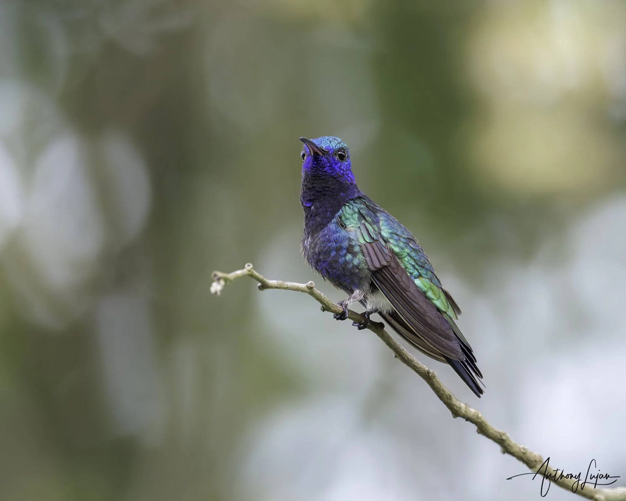 DSC01105 Sapphire-bellied Hummingbird x1800.jpg