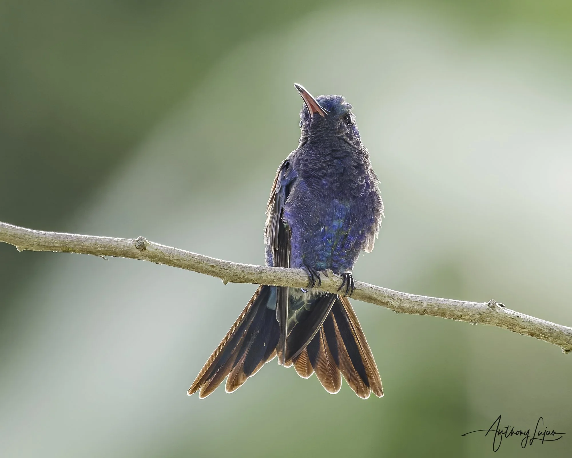 DSC01301 Sapphire-bellied Hummingbird x1800.jpg