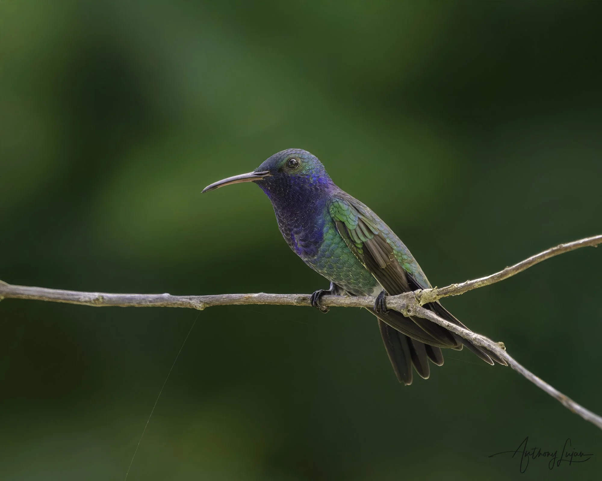 DSC01465 Sapphire-throated Hummingbird x1800.jpg