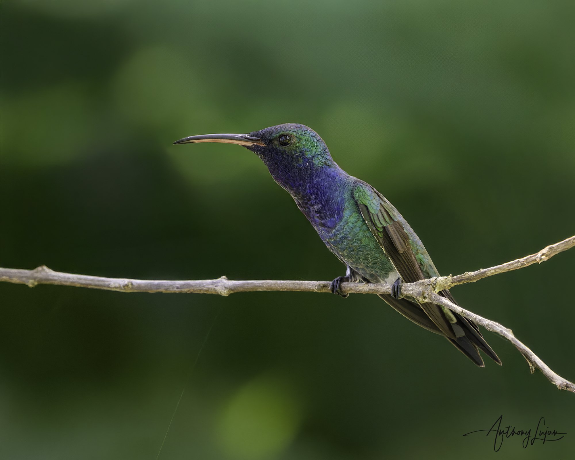 DSC01412 Sapphire-throated Hummingbird x1800.jpg