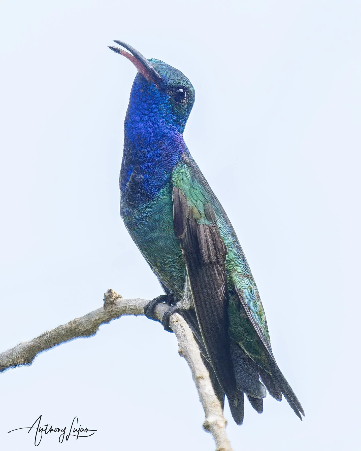 DSC01378 Sapphire-throated Hummingbird x1800.jpg