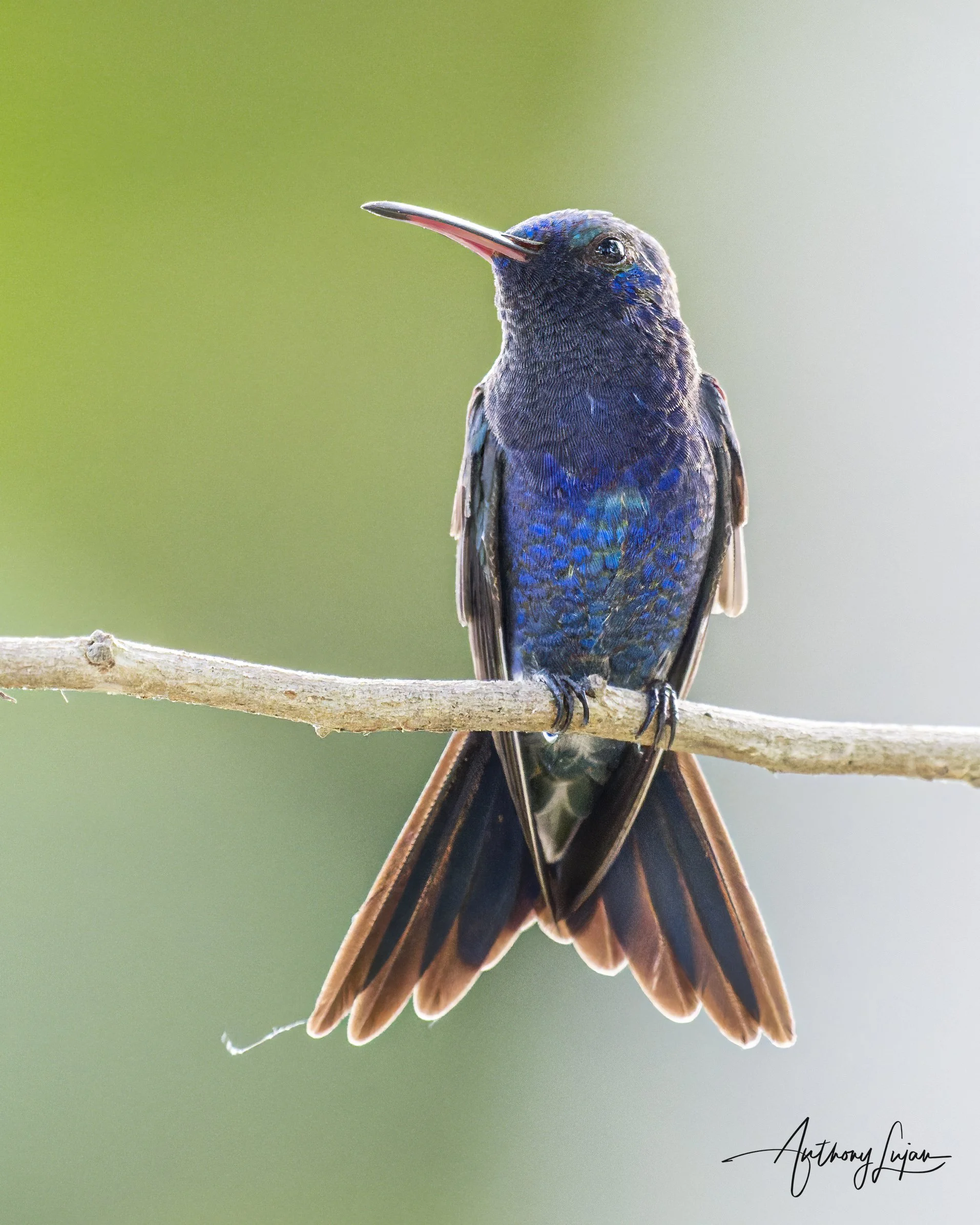 DSC01586 Sapphire-bellied Hummingbird x1800.jpg