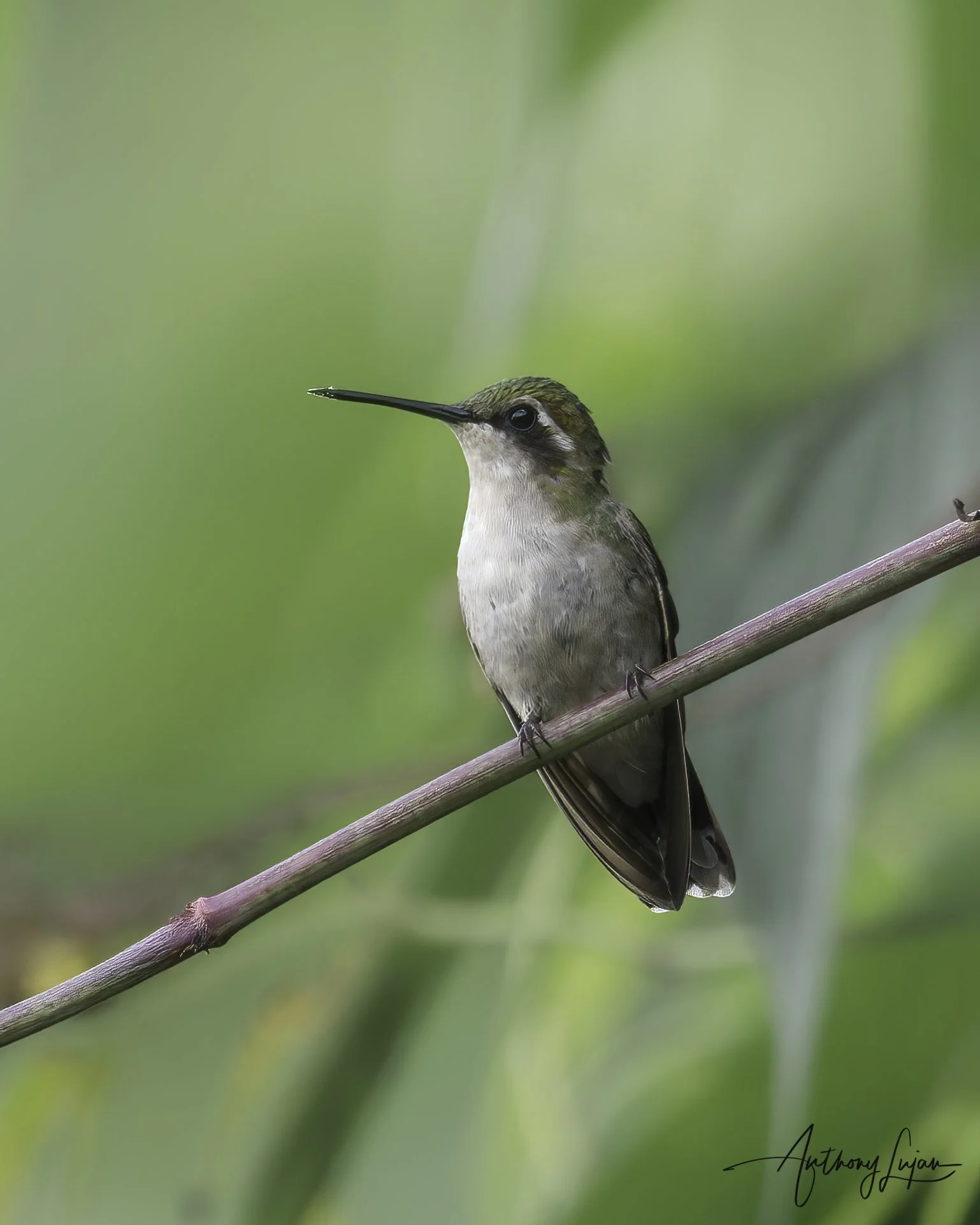 DSC06019 Coppery Emerald female x1800.jpg