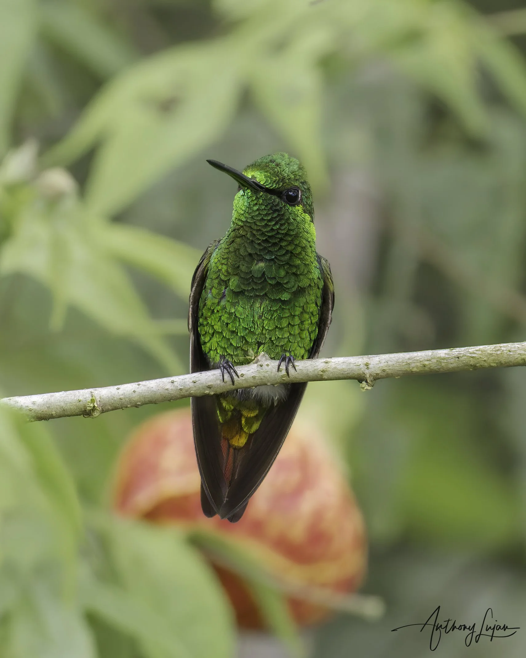 DSC06196 Coppery Emerald x1800.jpg