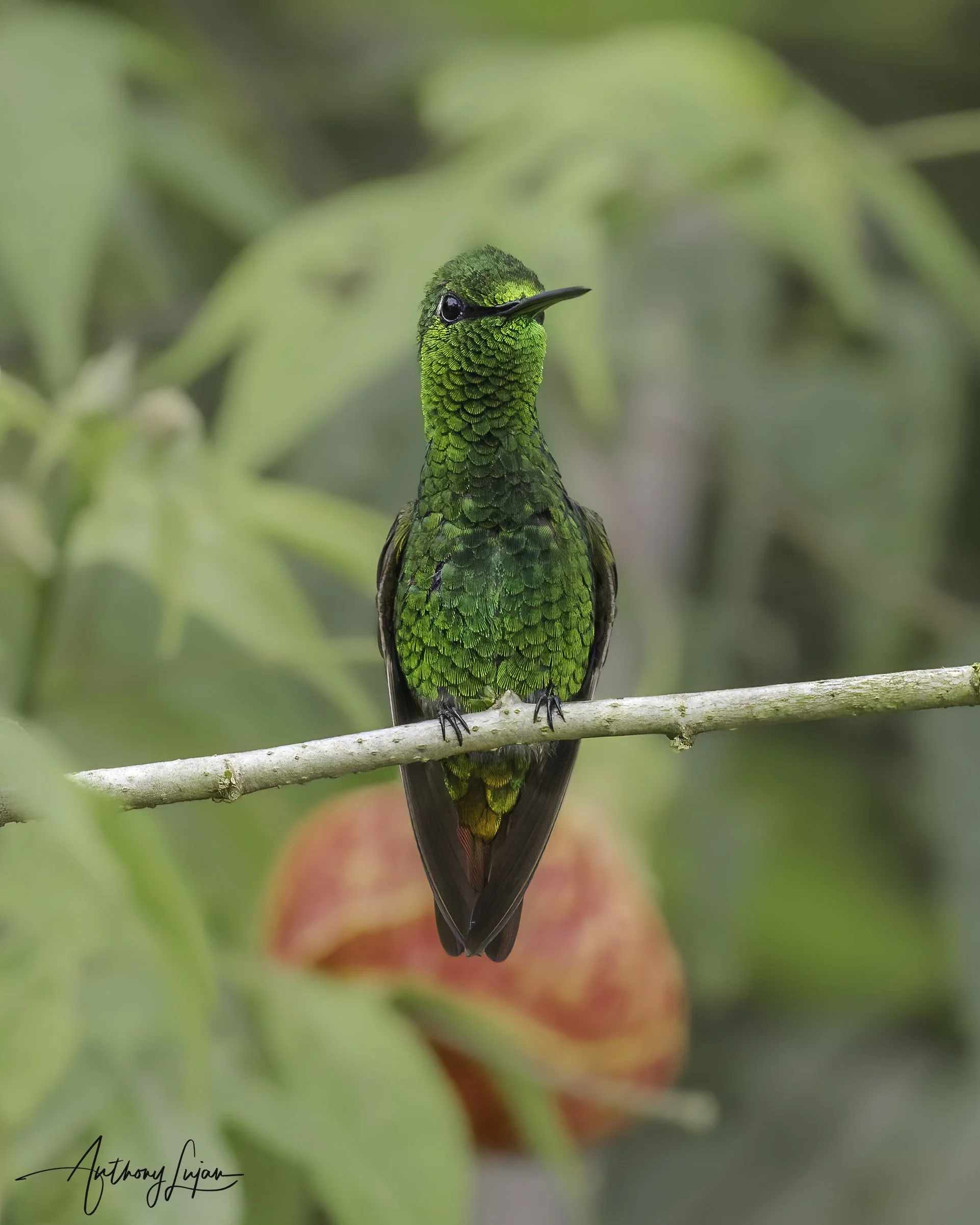 DSC06205 Coppery Emerald x1800.jpg