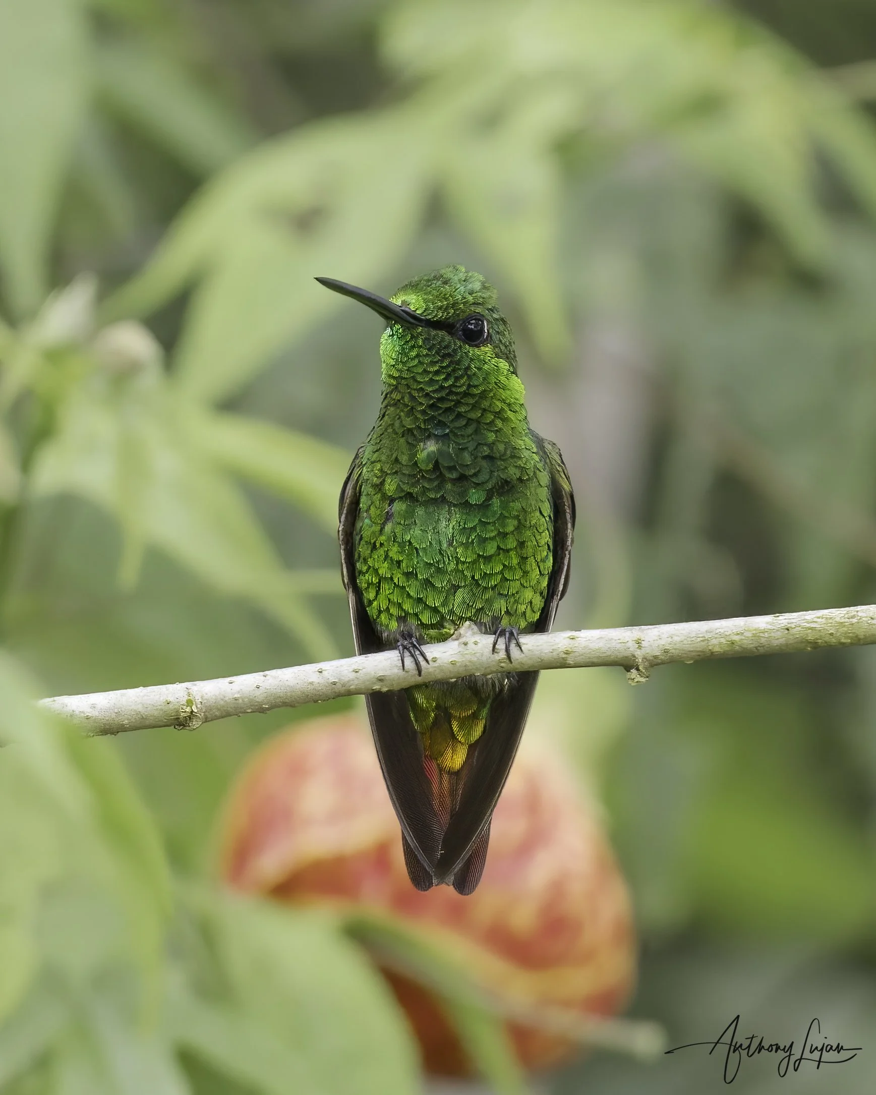 DSC06238 Coppery Emerald x1800.jpg