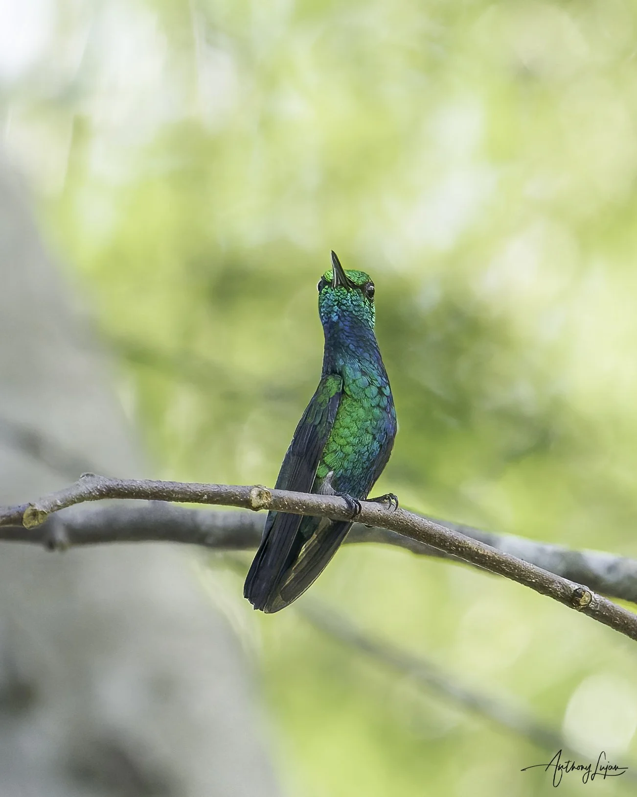 DSC06783 Blue-tailed Emerald x1800.jpg