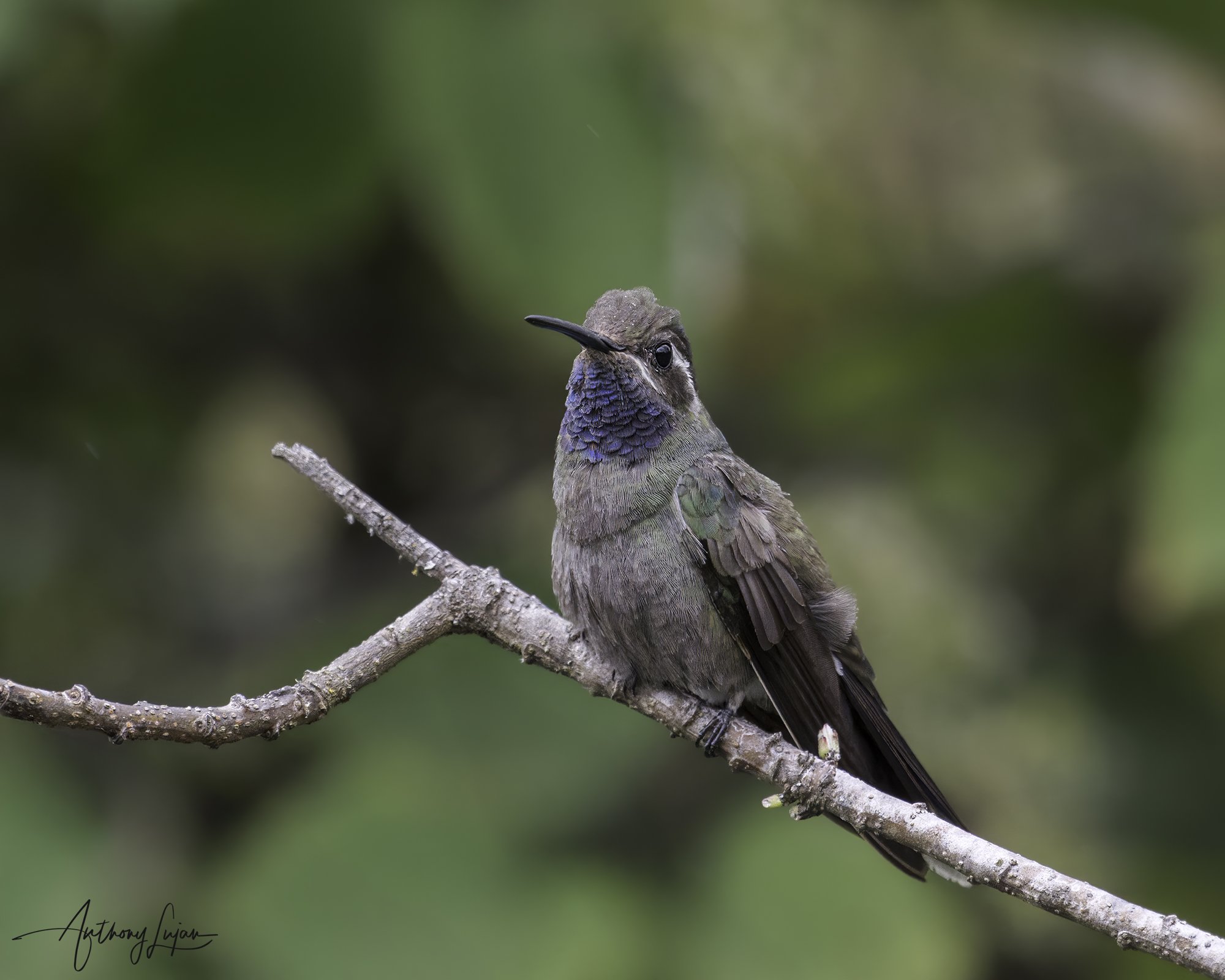 DSC04827 Blue-throated Mountain-gem x1800.jpg