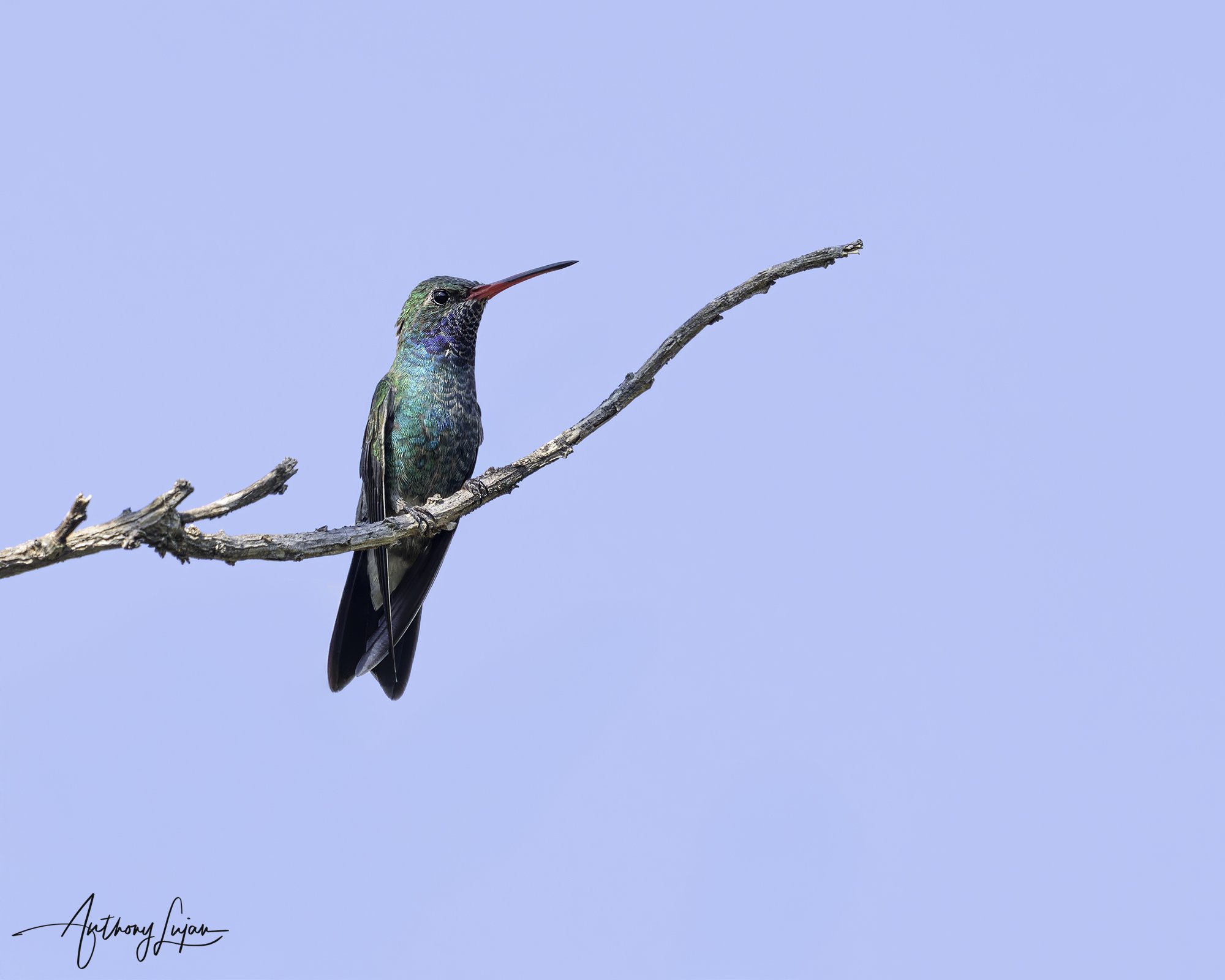 DSC08108 Broad-billed Hummingbird x1800.jpg