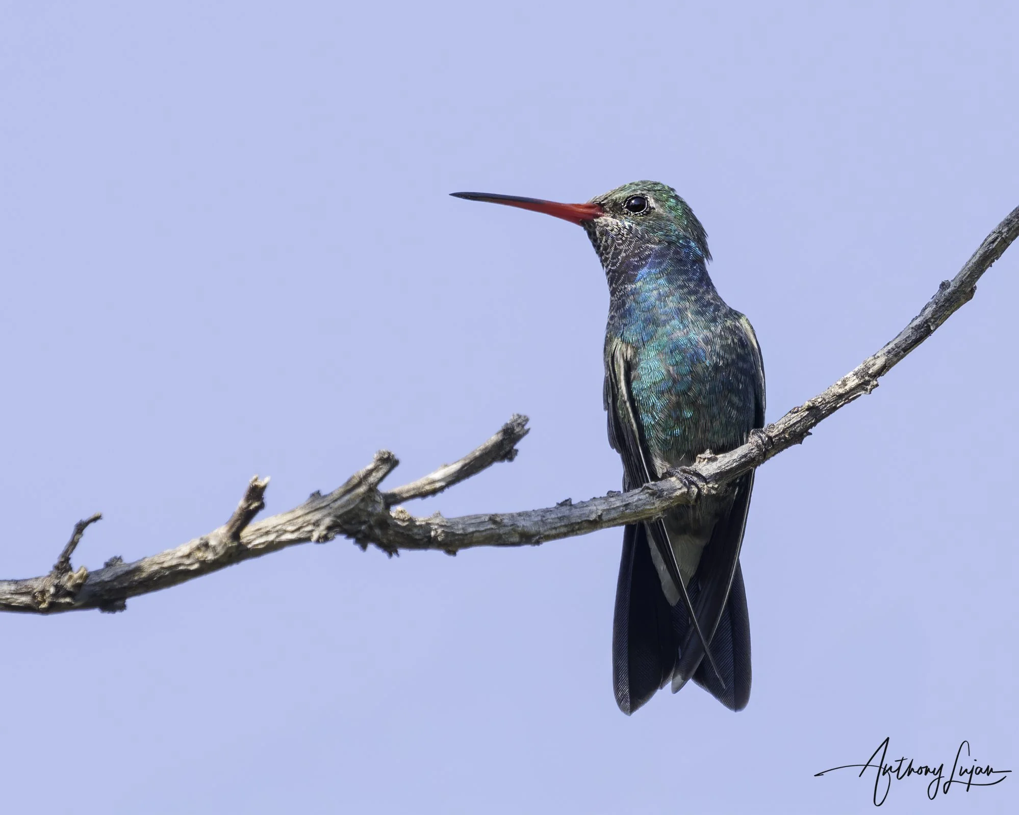 DSC08177 Broad-billed Hummingbird x1800.jpg