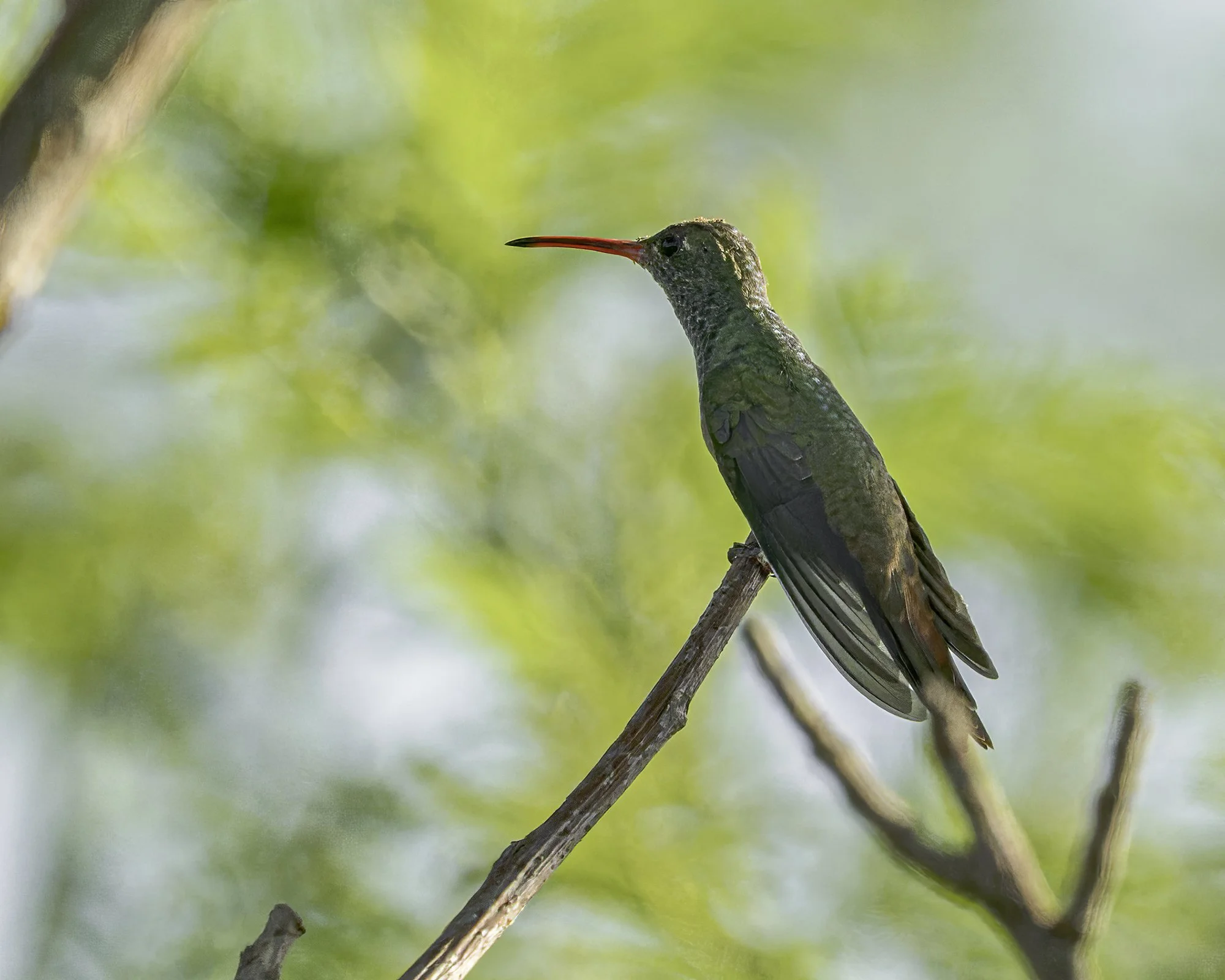 DSC06407 Buff-bellied Hummingbird.jpg