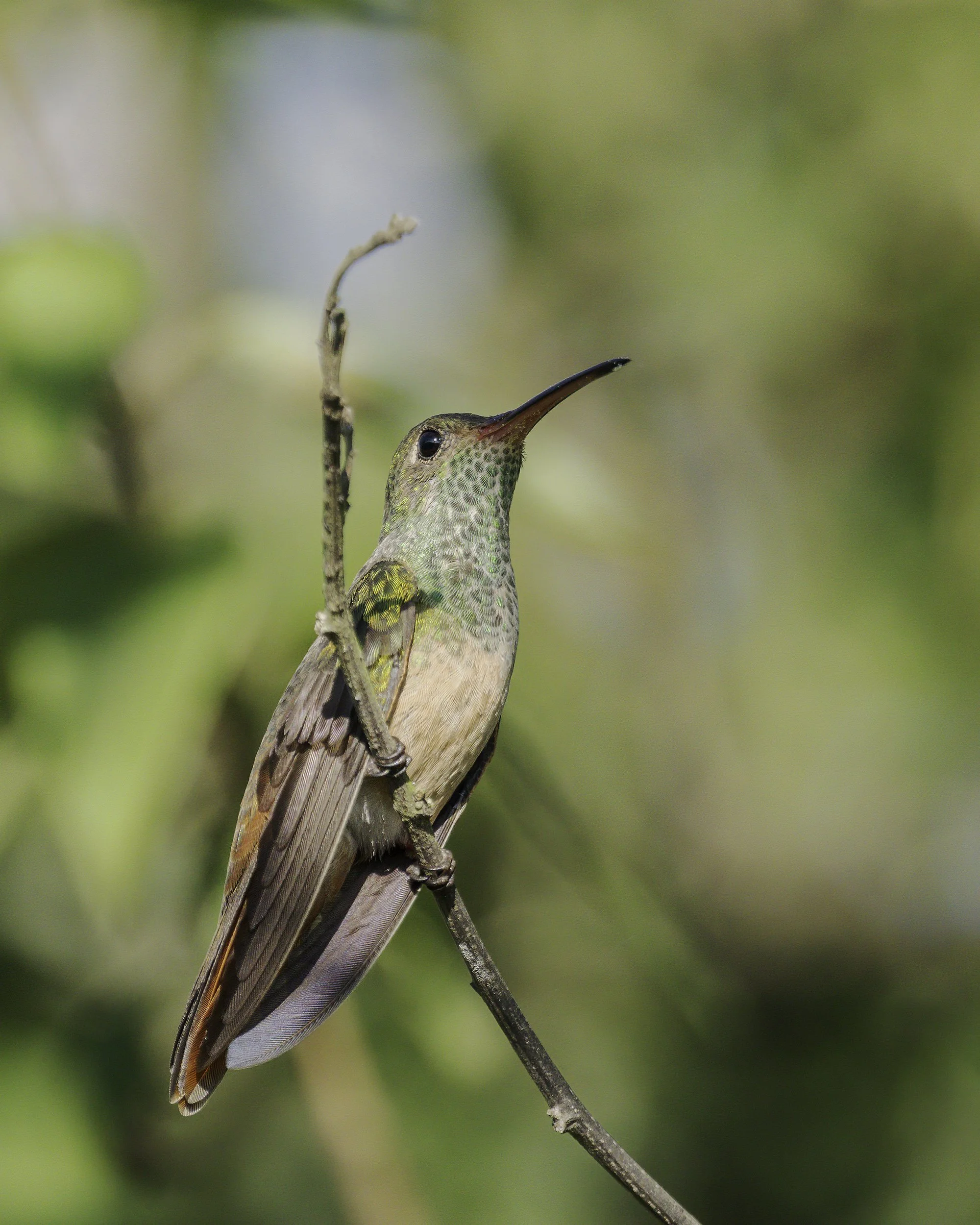 DSC06607 Buff-bellied Hummingbird.jpg