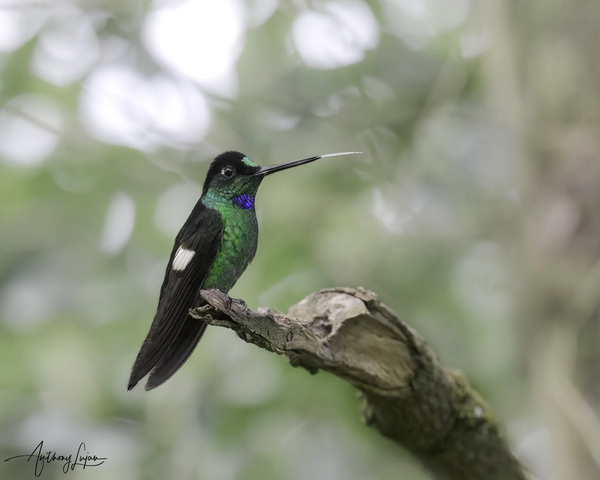 DSC00063 Buff-winged Starfrontlet x1800.jpg