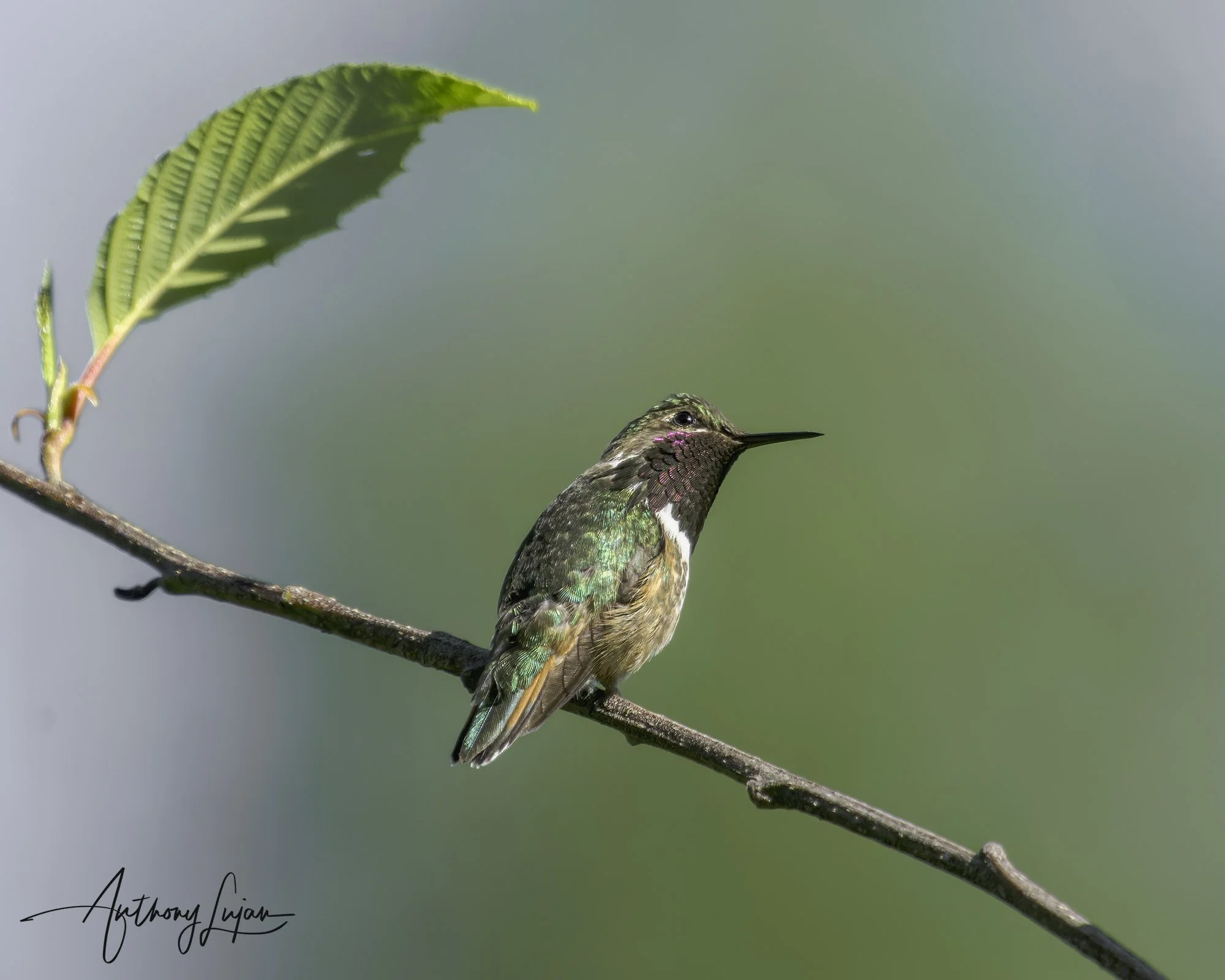 DSC09594 Bumblebee Hummingbird x1800.jpg