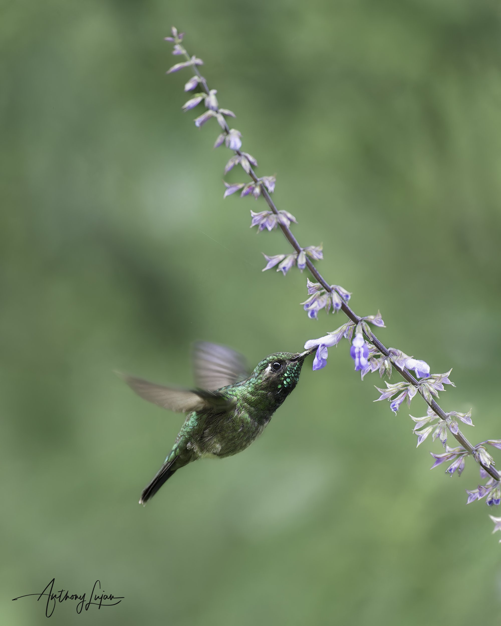 DSC05524 Emerald-chinned Hummingbird x1800.jpg