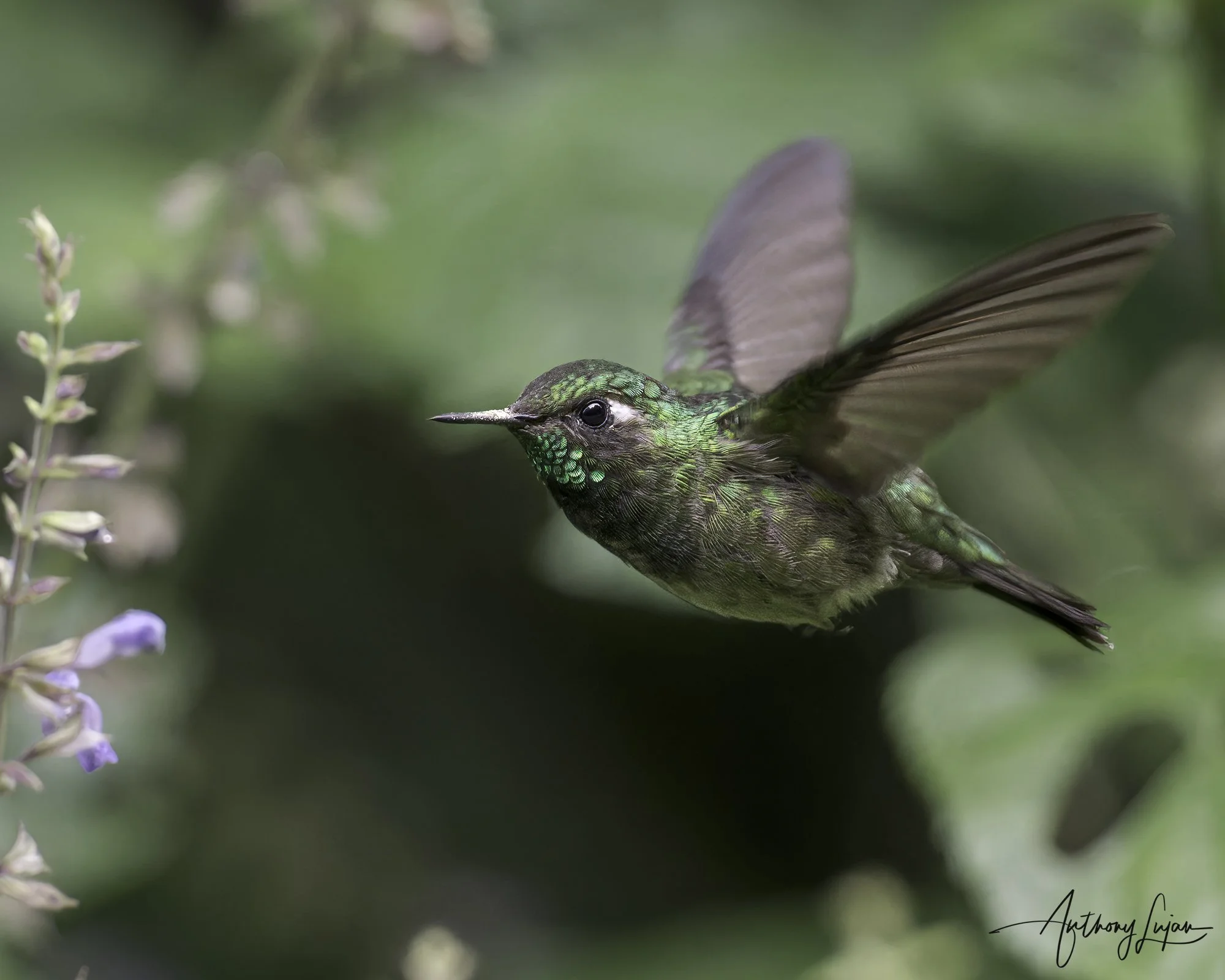 DSC05356 Emerald-chinned Hummingbird x1800.jpg