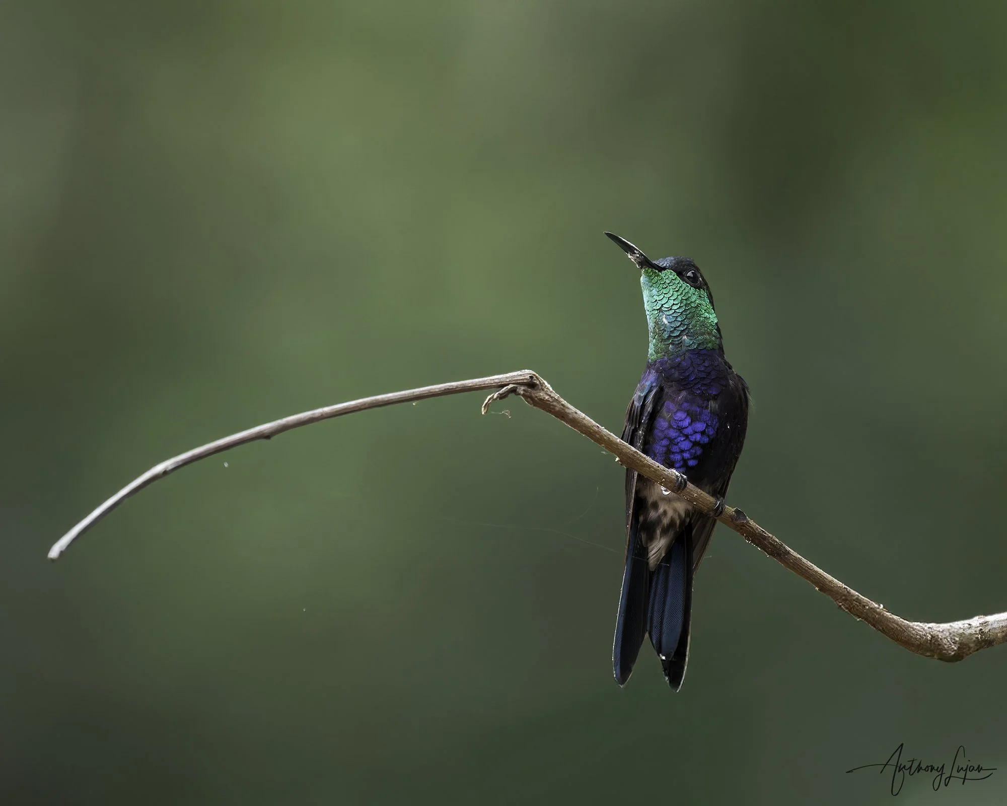 DSC08245 Fork-tailed Woodnymph x1800.jpg