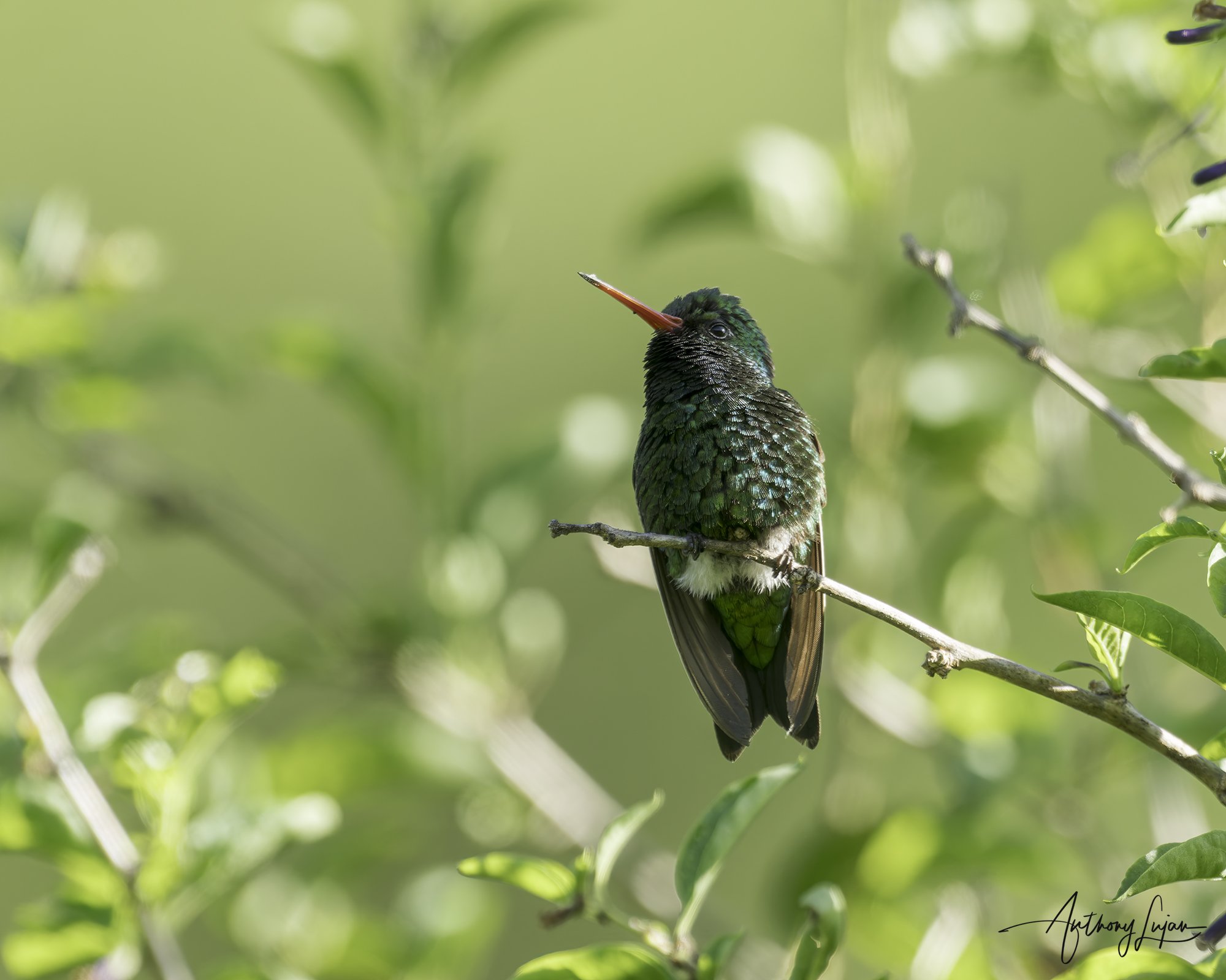 DSC04860 Glittering-bellied emerald x1800.jpg