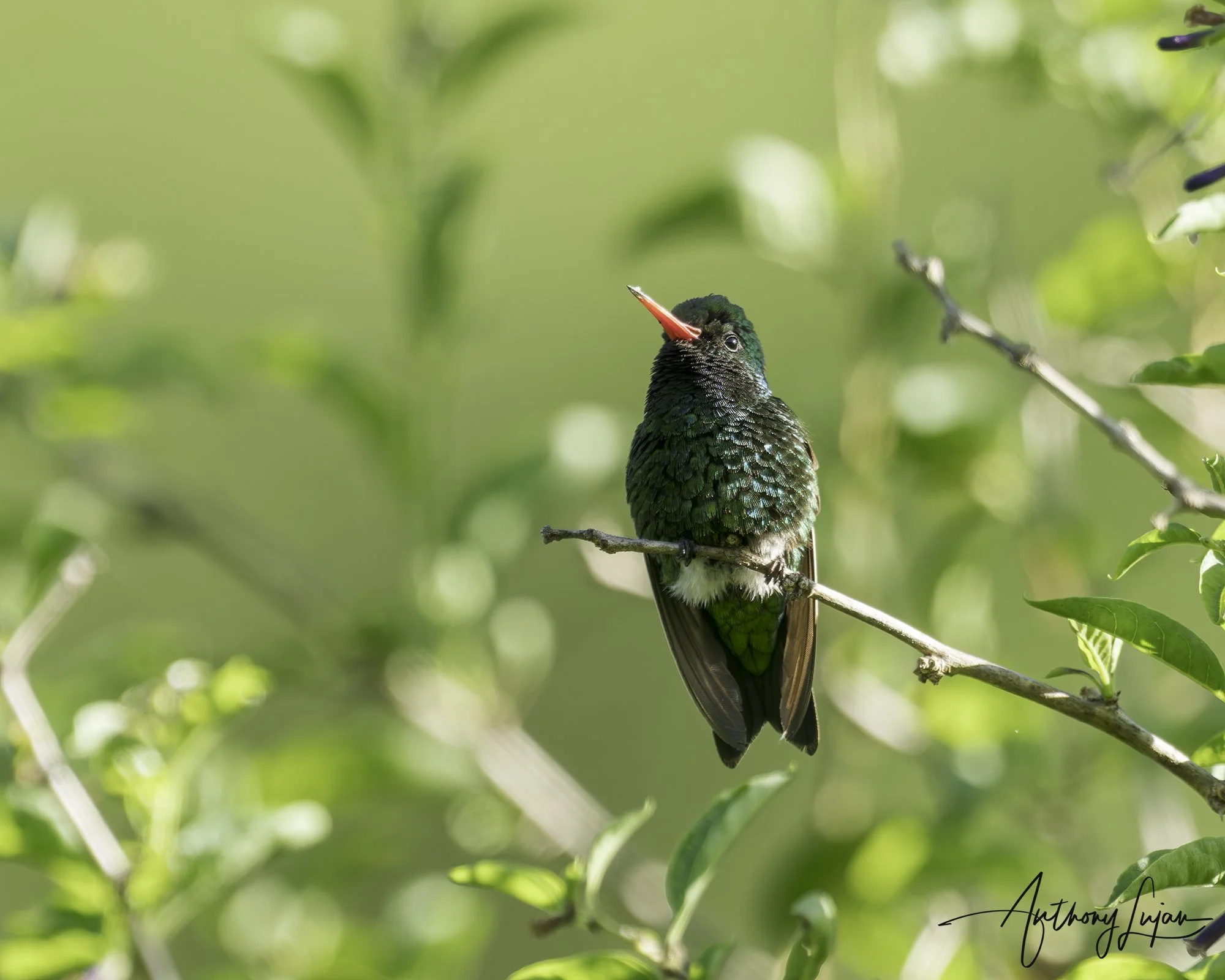 DSC04865 Glittering-bellied emerald x1800.jpg