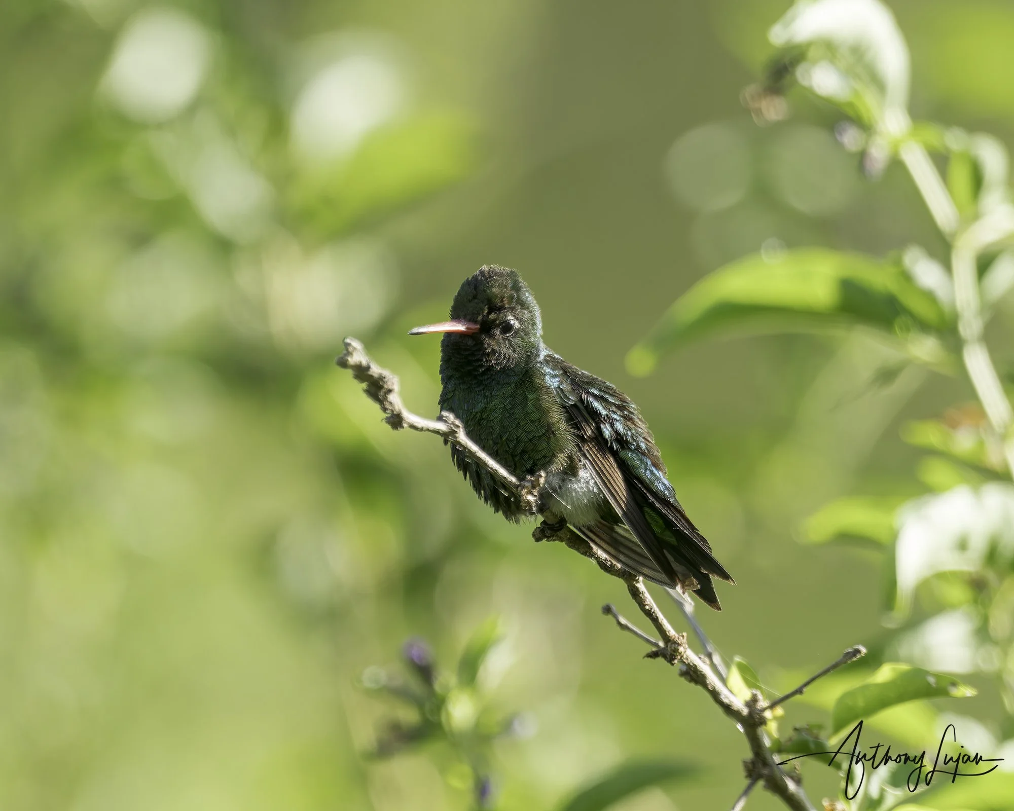 DSC04855 Glittering-bellied emerald copy.jpg