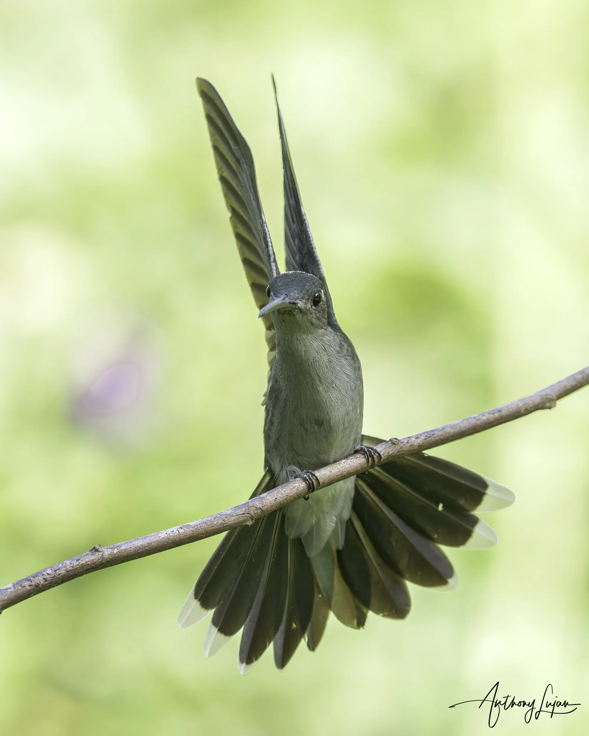 DSC3436 Gray-breasted Sabrewing x1800.jpg