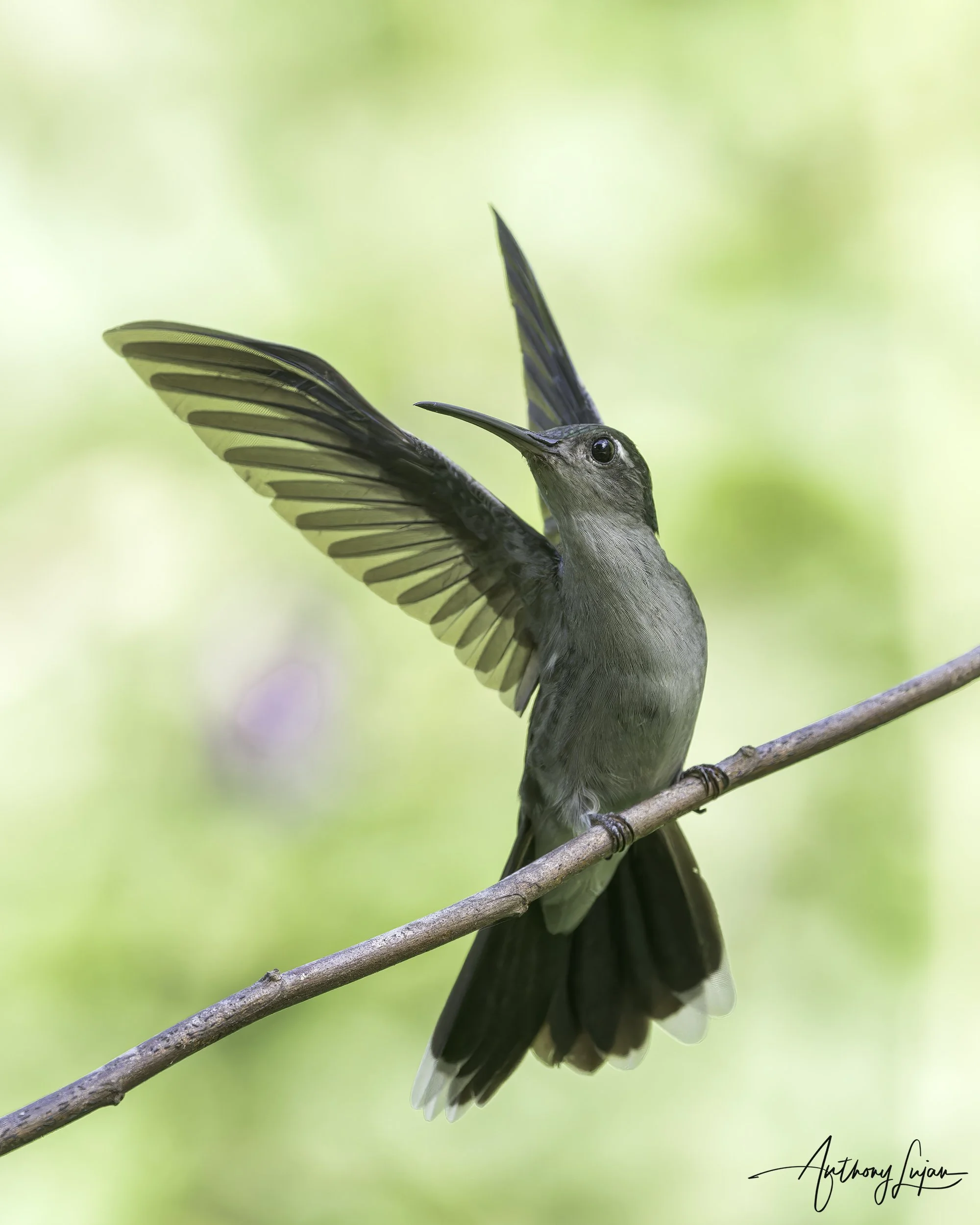 DSC3429 Gray-breasted Sabrewing x1800.jpg