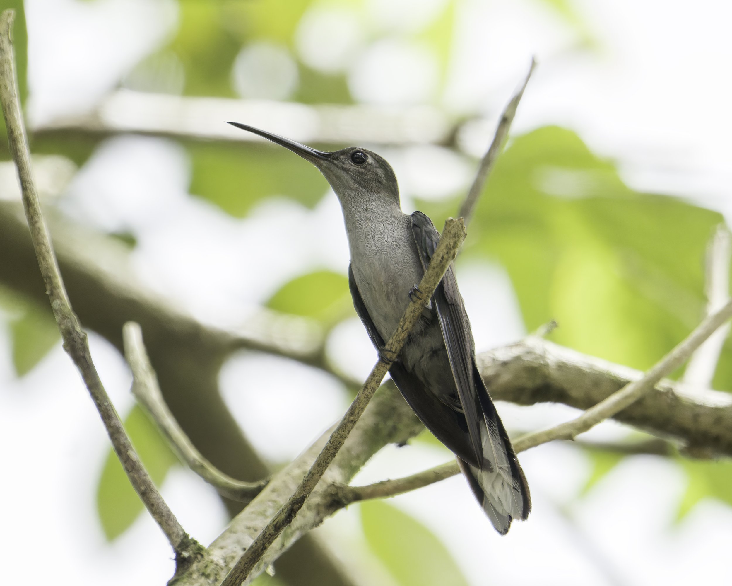 DSC08315 Gray-breasted Sabrewing copy.jpg