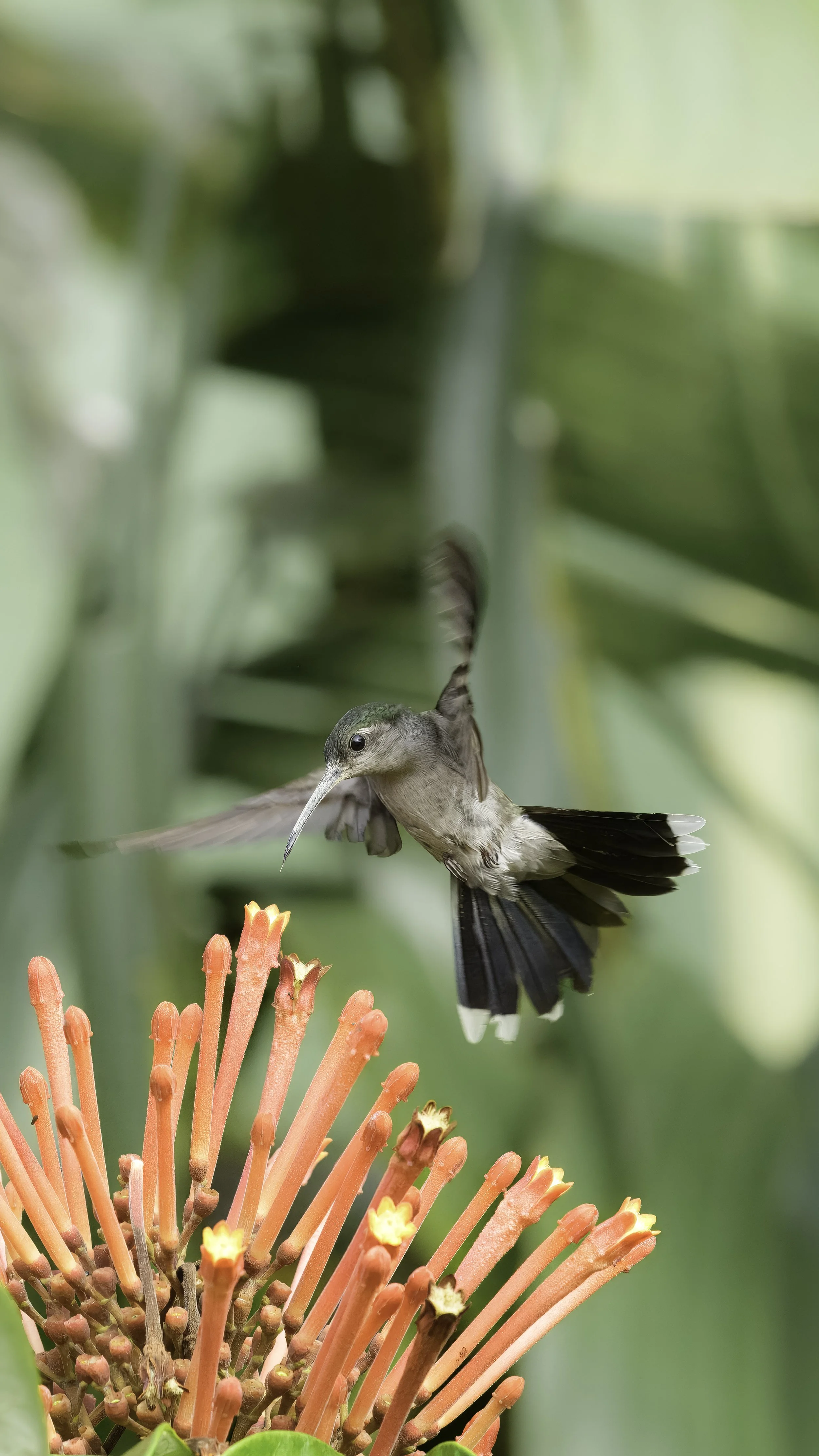 DSC08026 Gray-breasted Sabrewing - Dusky Sabrewing IG.jpg