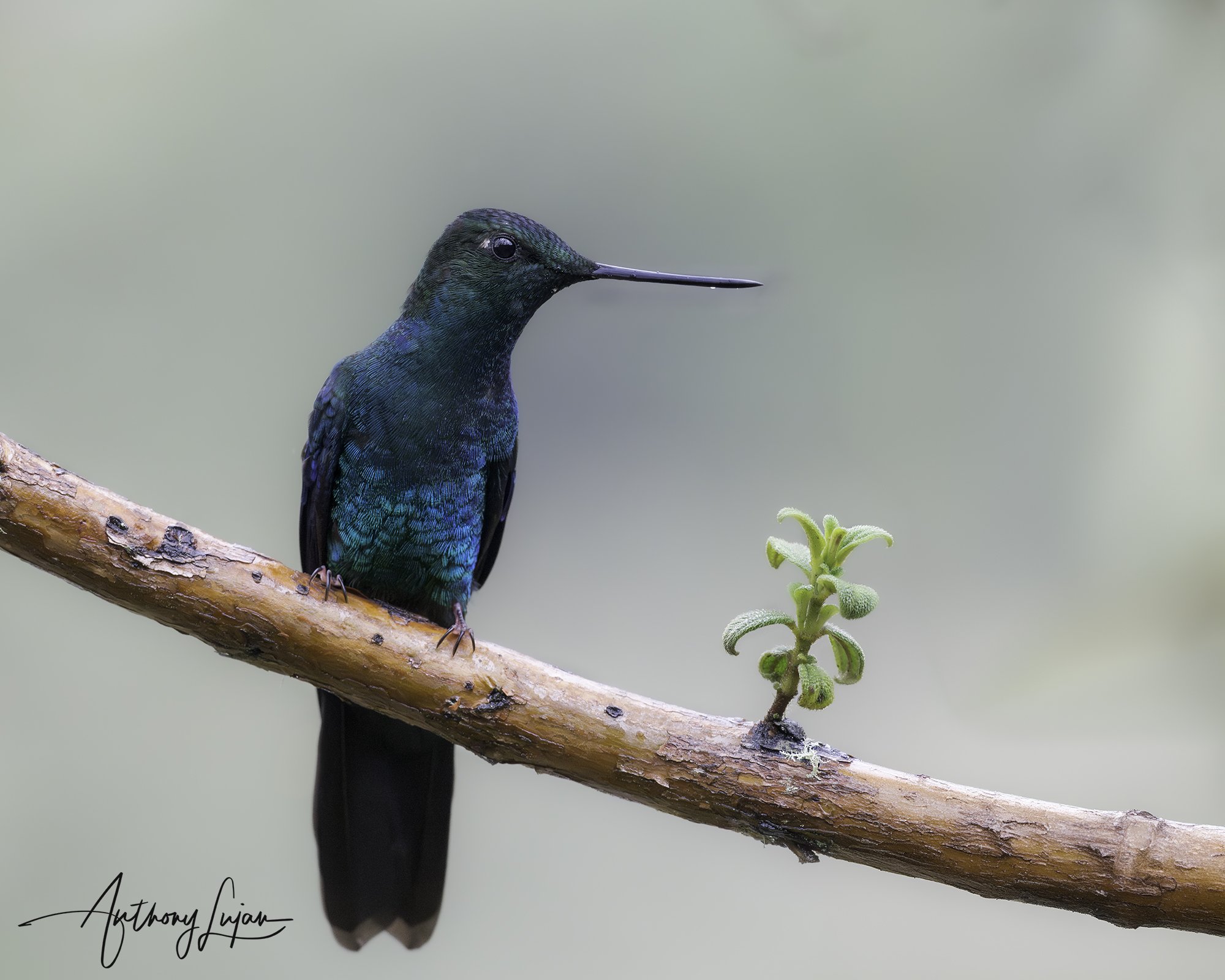 DSC02616 Great Sapphirewing x1800.jpg